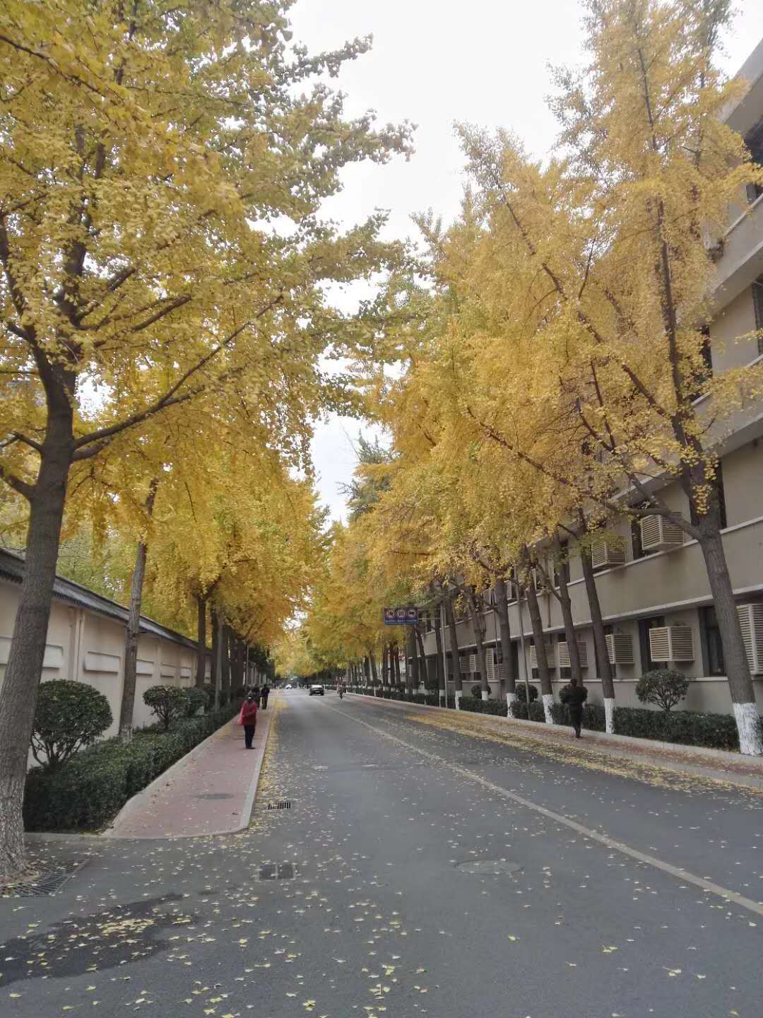 海軍大院的雪.作者:周仕忠.朗讀:林景和