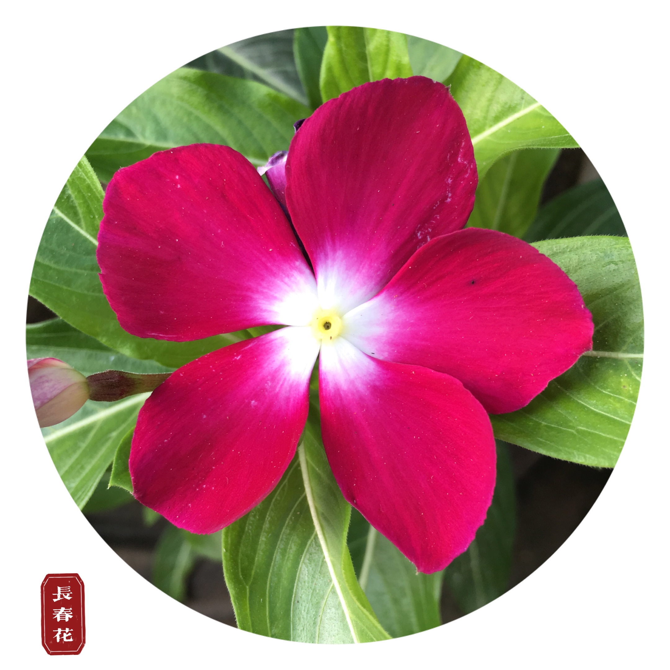 长春花开四时春