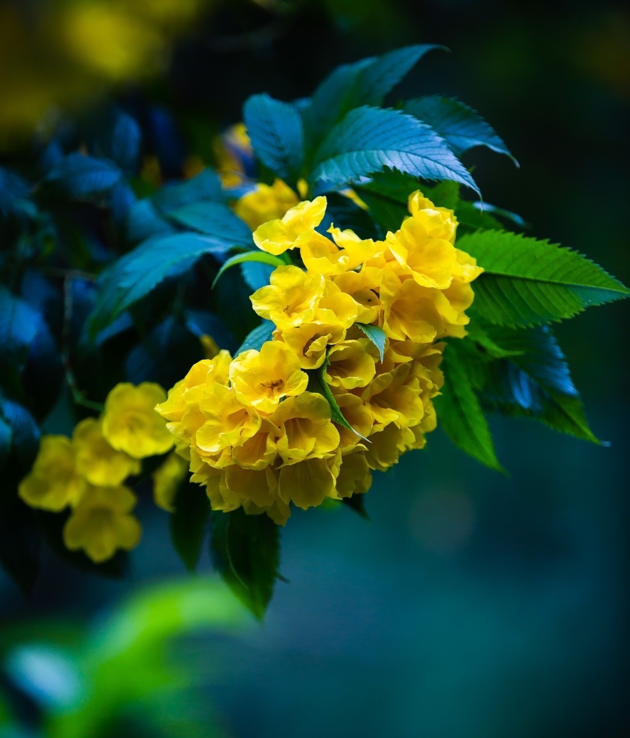 [首发]黄钟花