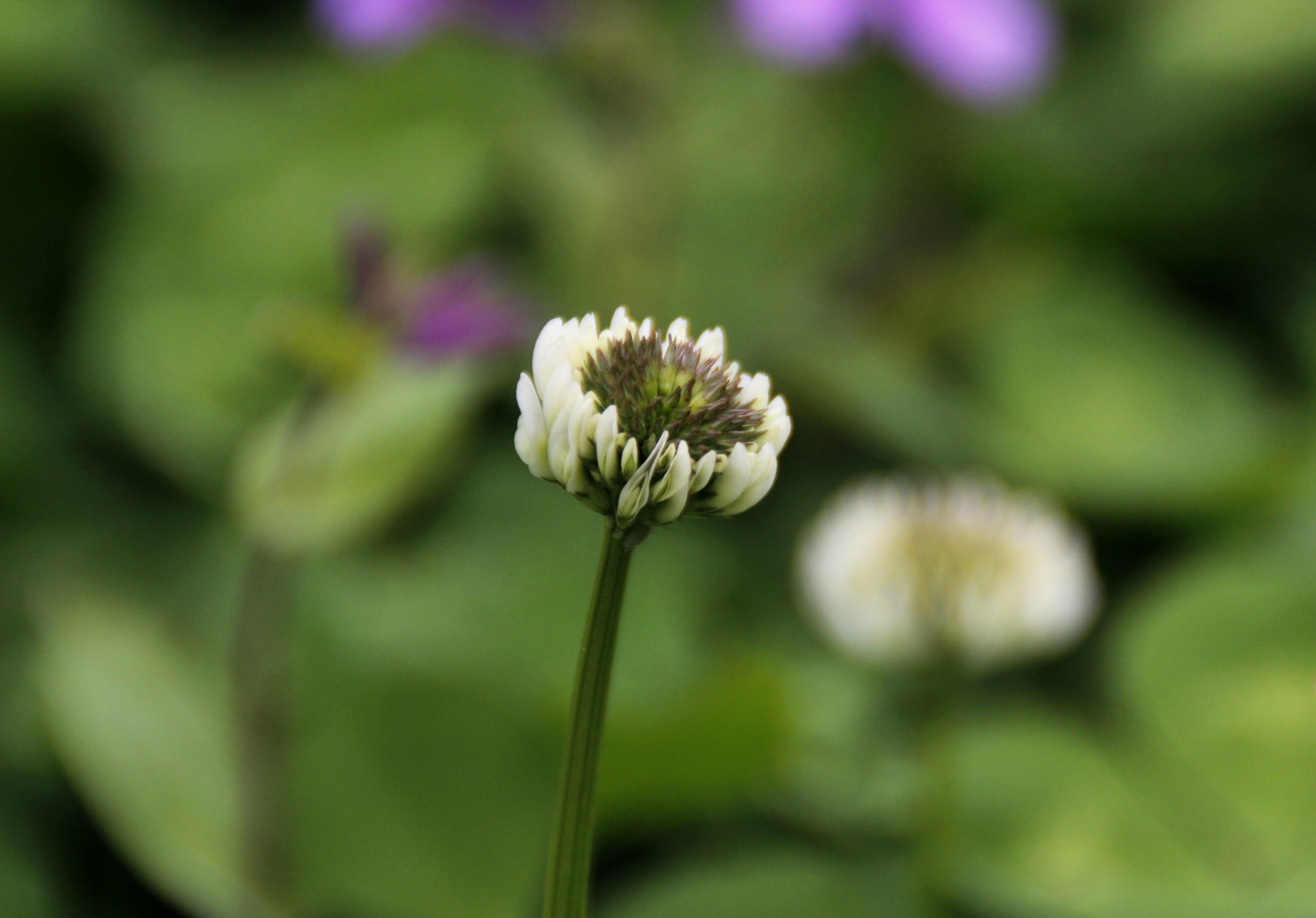 【首发】白花车轴草
