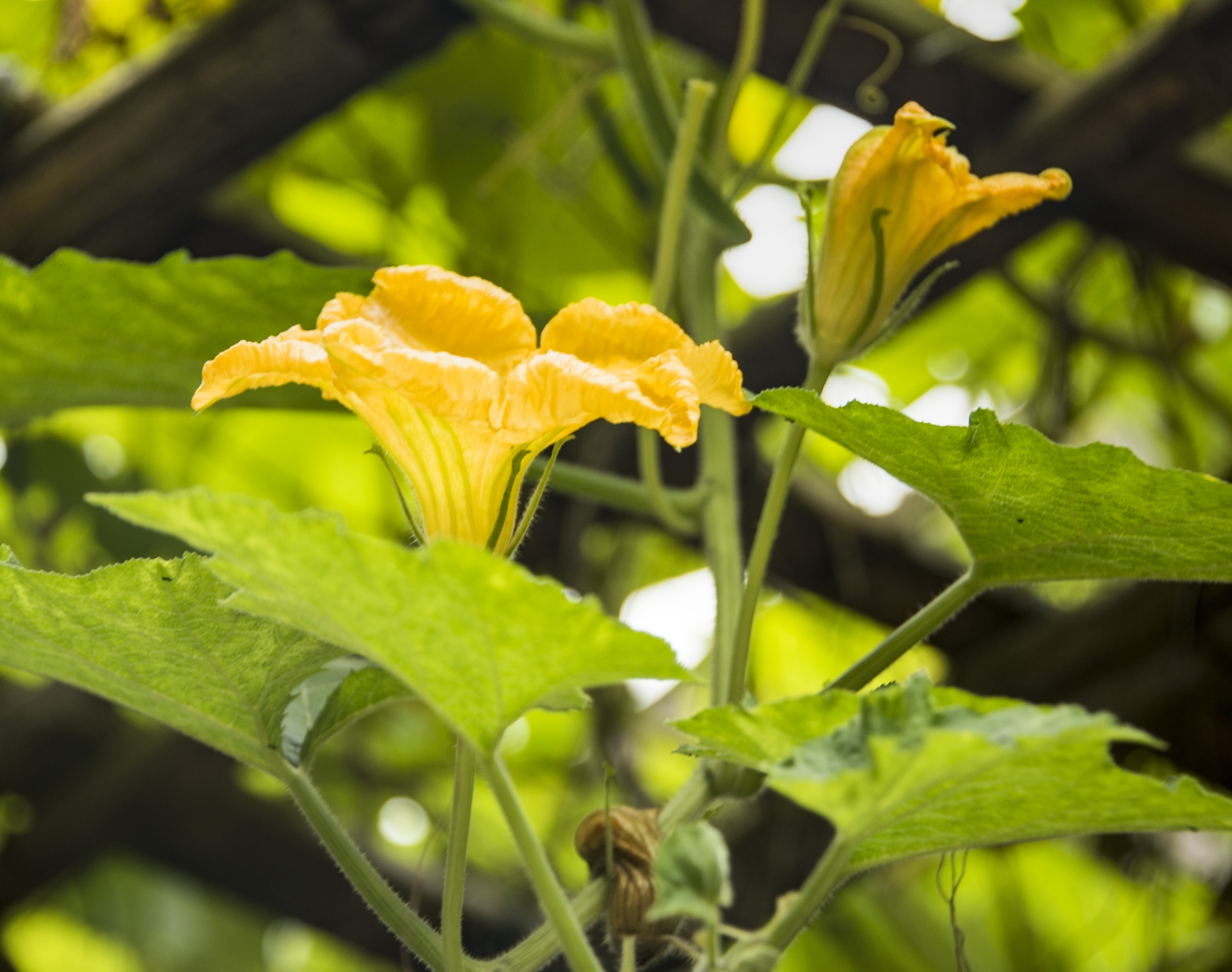 初秋家乡的南瓜花【首发】