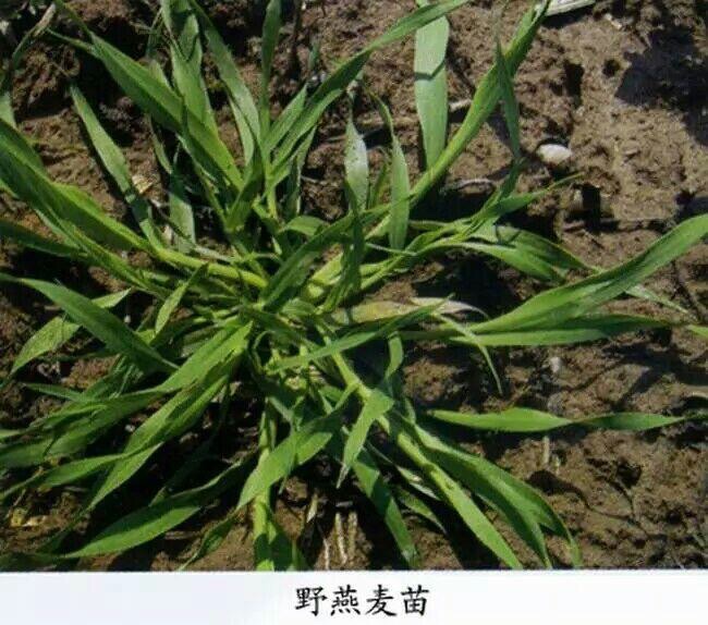 麦颂一野麦子防治篇