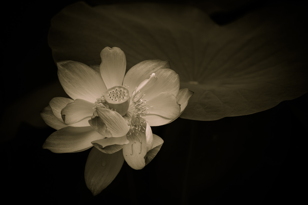 空谷幽兰美比尔波特著明洁译子墨读书时间202014