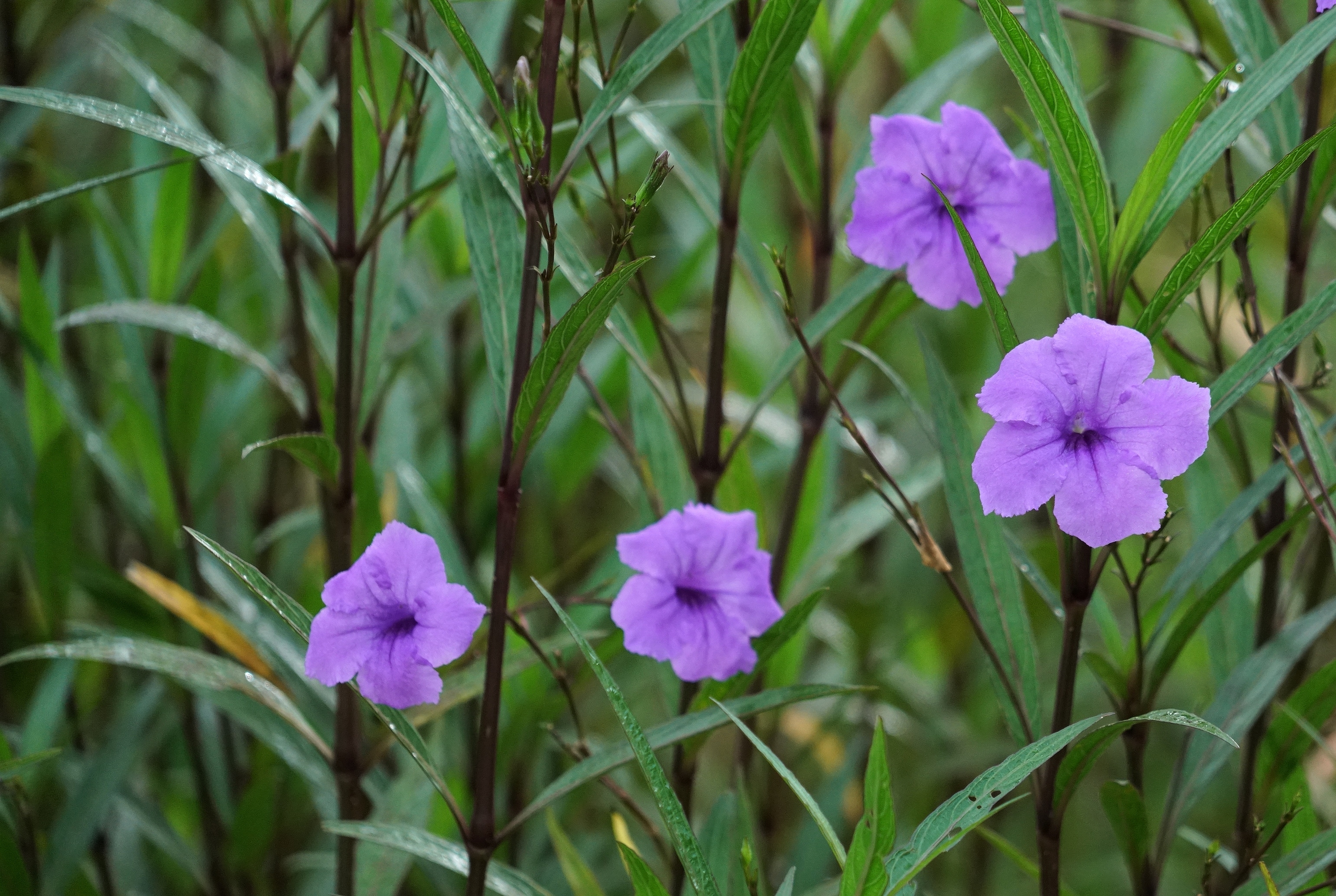 日开日新翠芦莉 蓝花箭叶姿飘逸 外柔内刚抗性强 美化净污鲜四季 图文