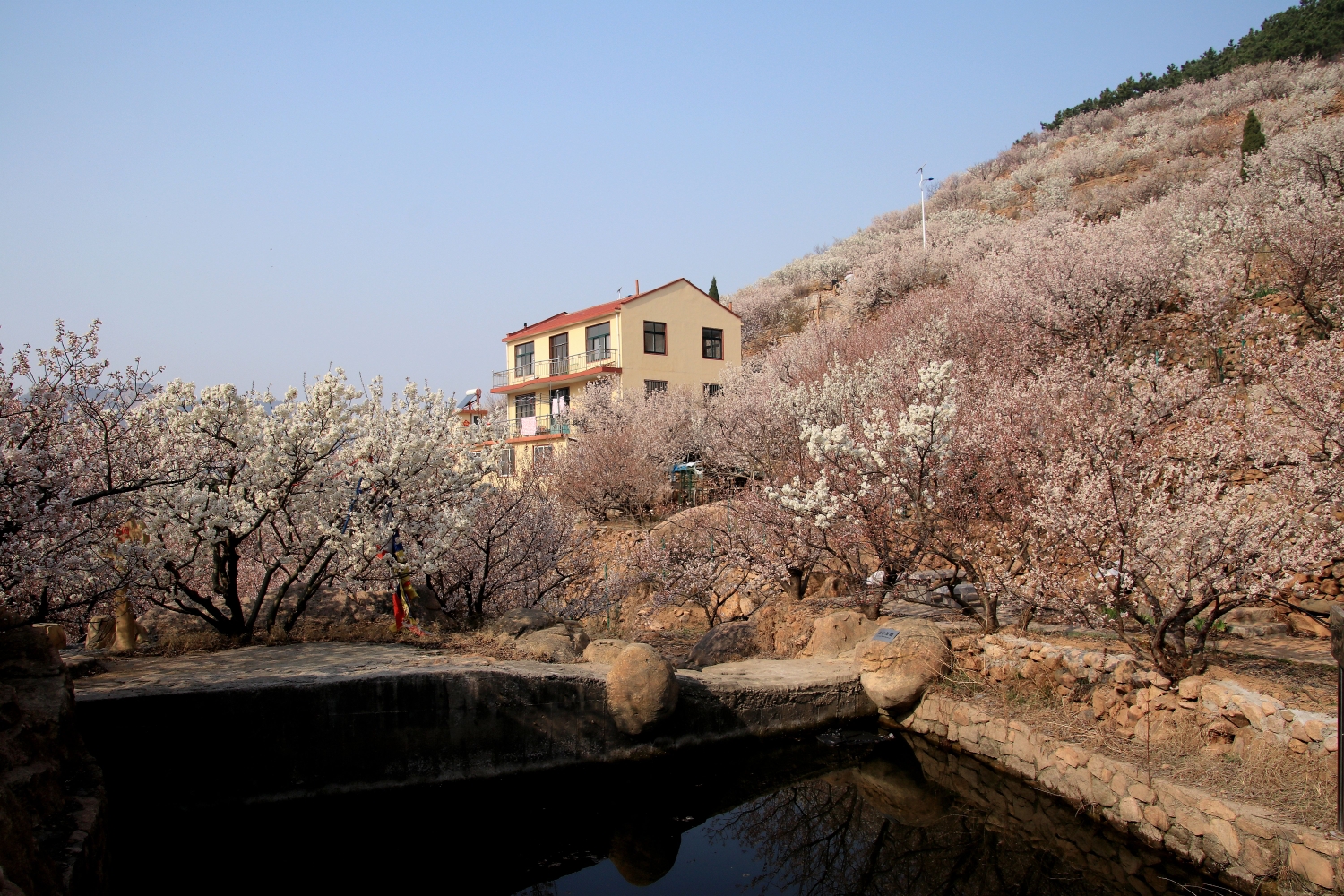 《我的春天因为有了你生活更完美》大崂樱桃谷拍摄札记杏花篇
