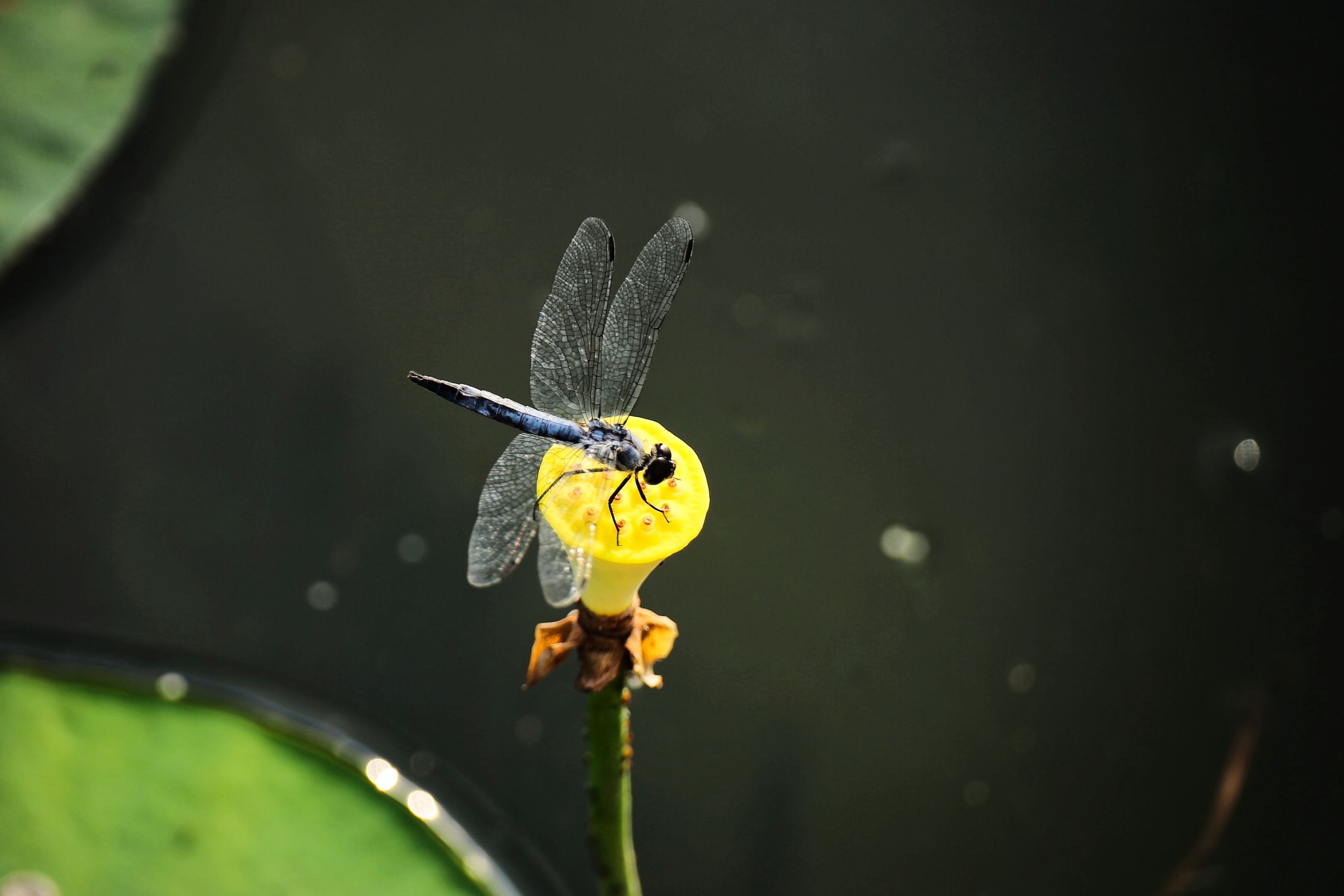莲蓬上的蜻蜓《首发》