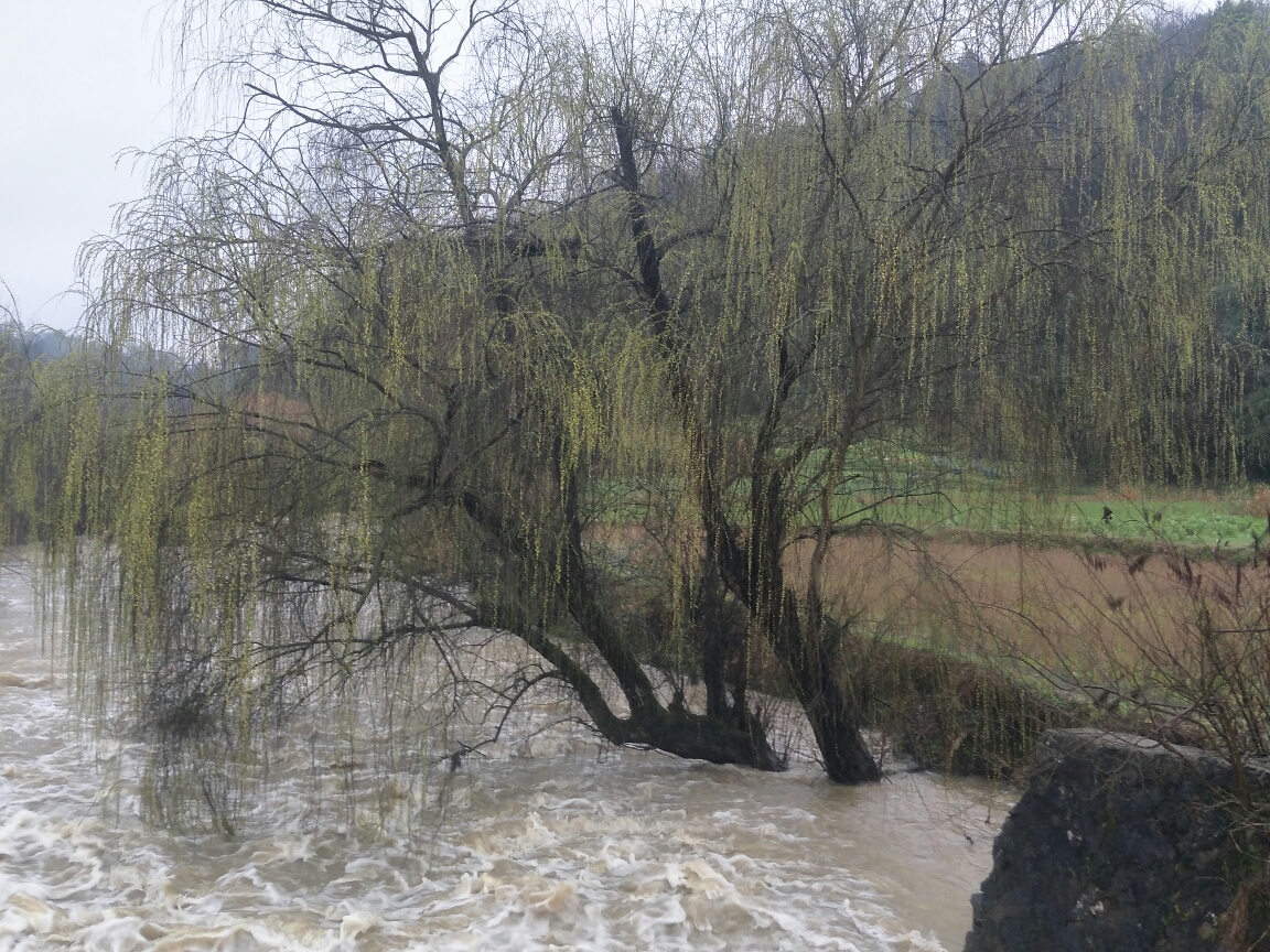 青堤岸上烟雨柳