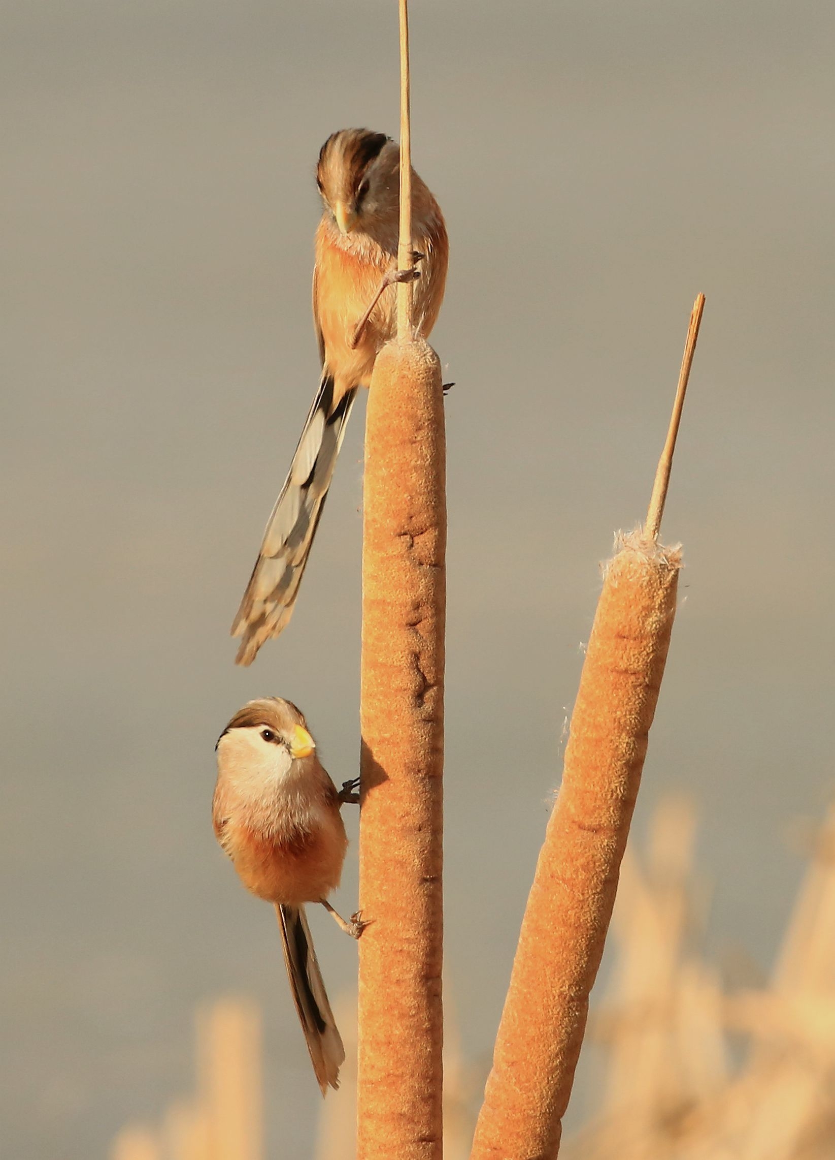 小鷦眉 pomatorhinus 白目眶仔 alcippemorrisonia 綠畫眉