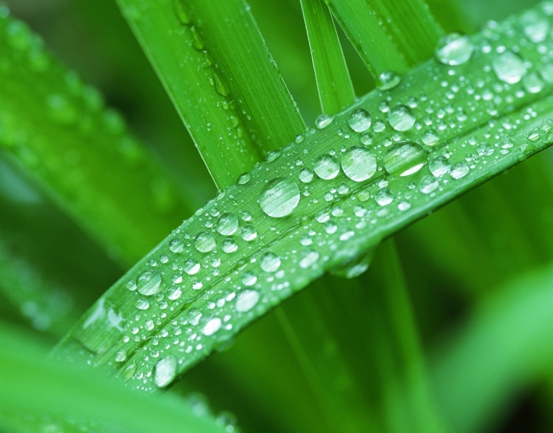 【七绝·平水韵】 文/华丽人生 蓝天碧草白毡房,鸿雁南飞别故乡.