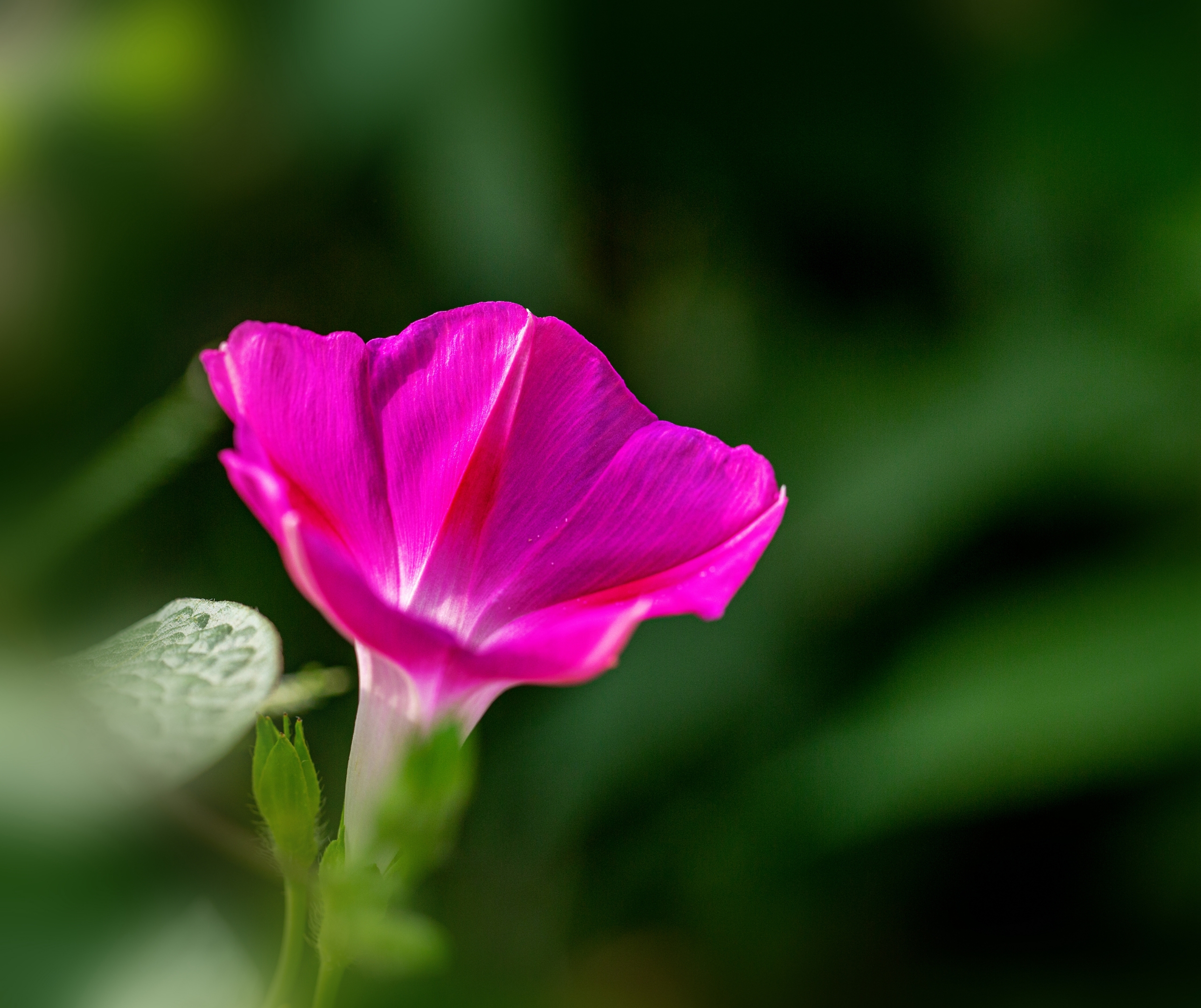 【vv首发】喇叭花开
