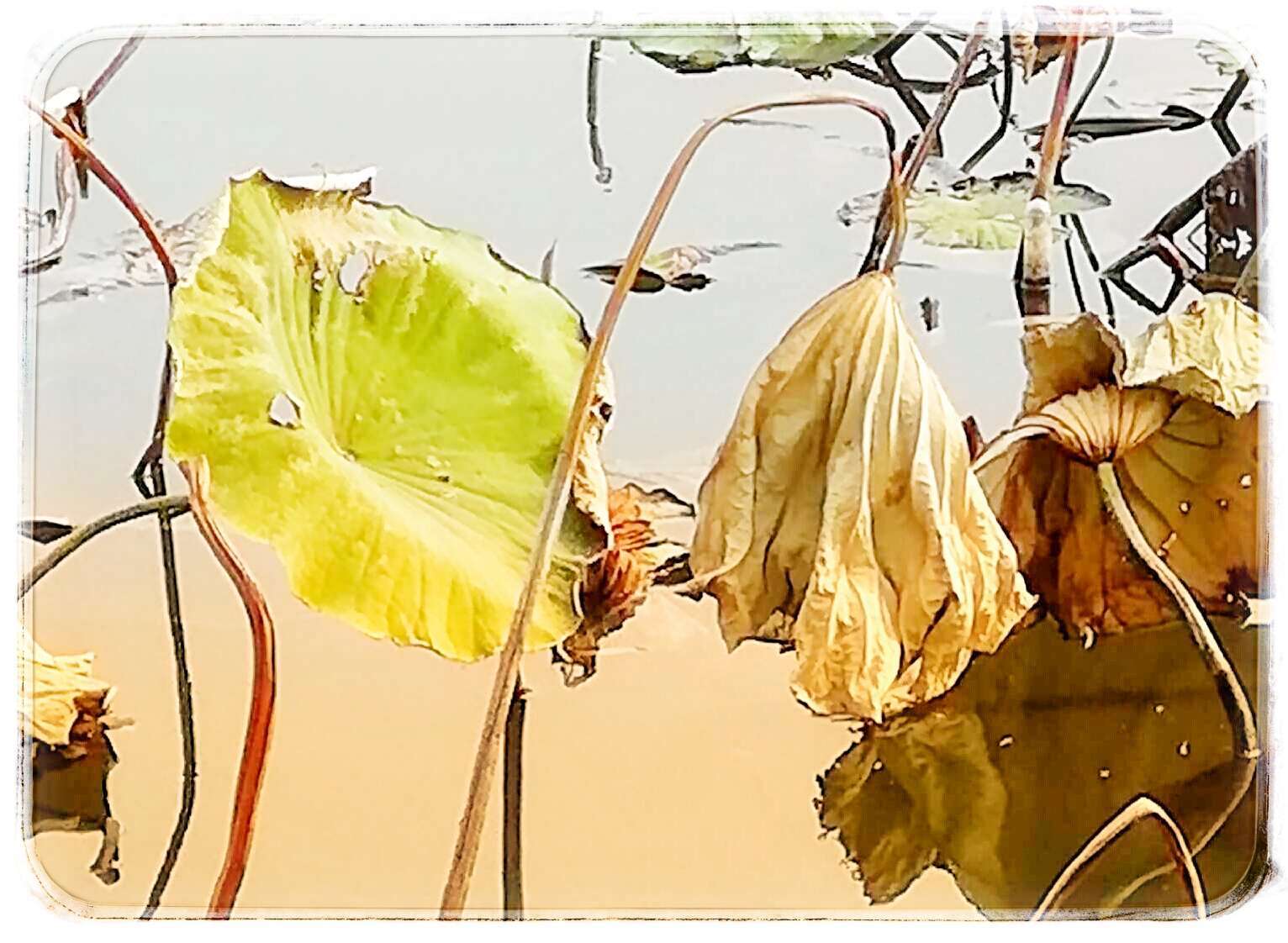 【乾荷叶】荷枯叶渐衰,老柄无风采(首发)