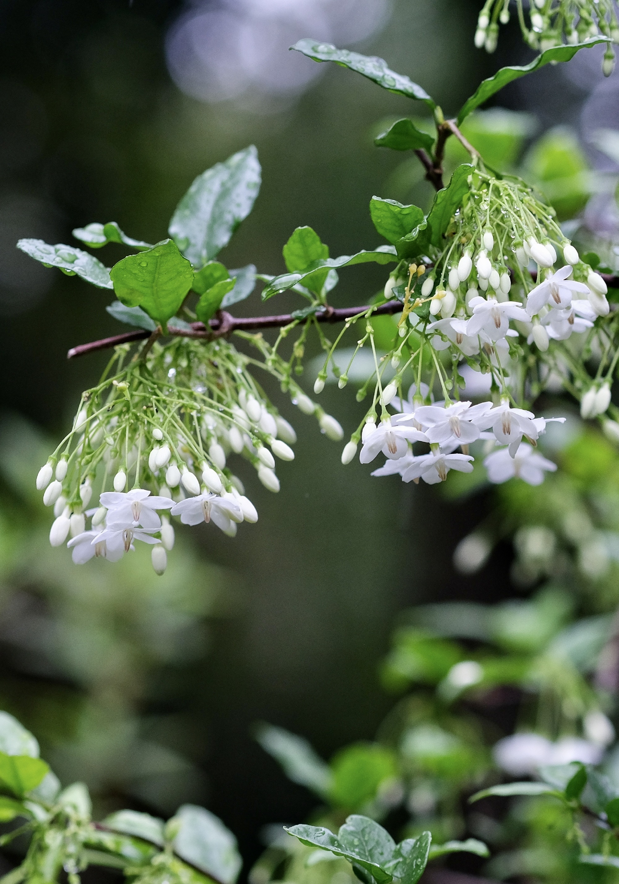 【首发】花城广州～水梅
