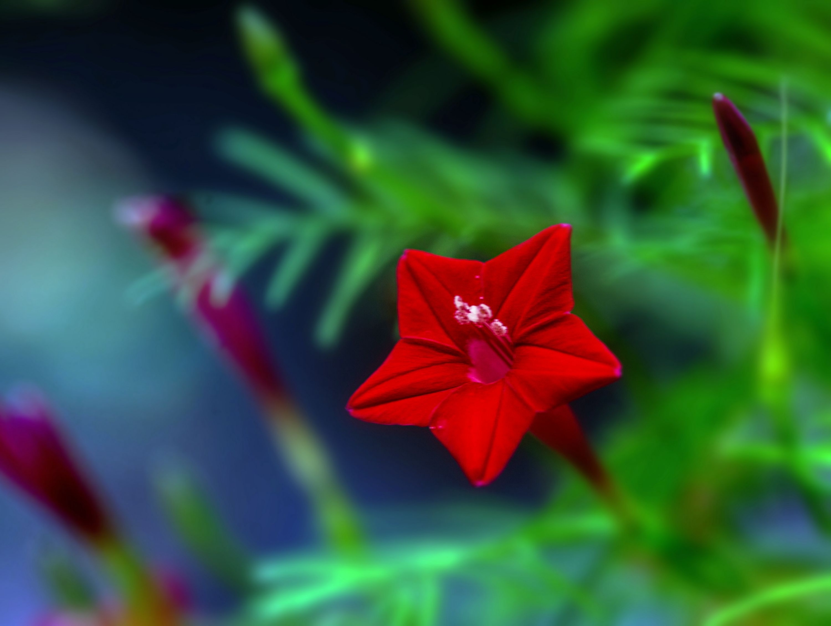 (首发)可爱的五角星花