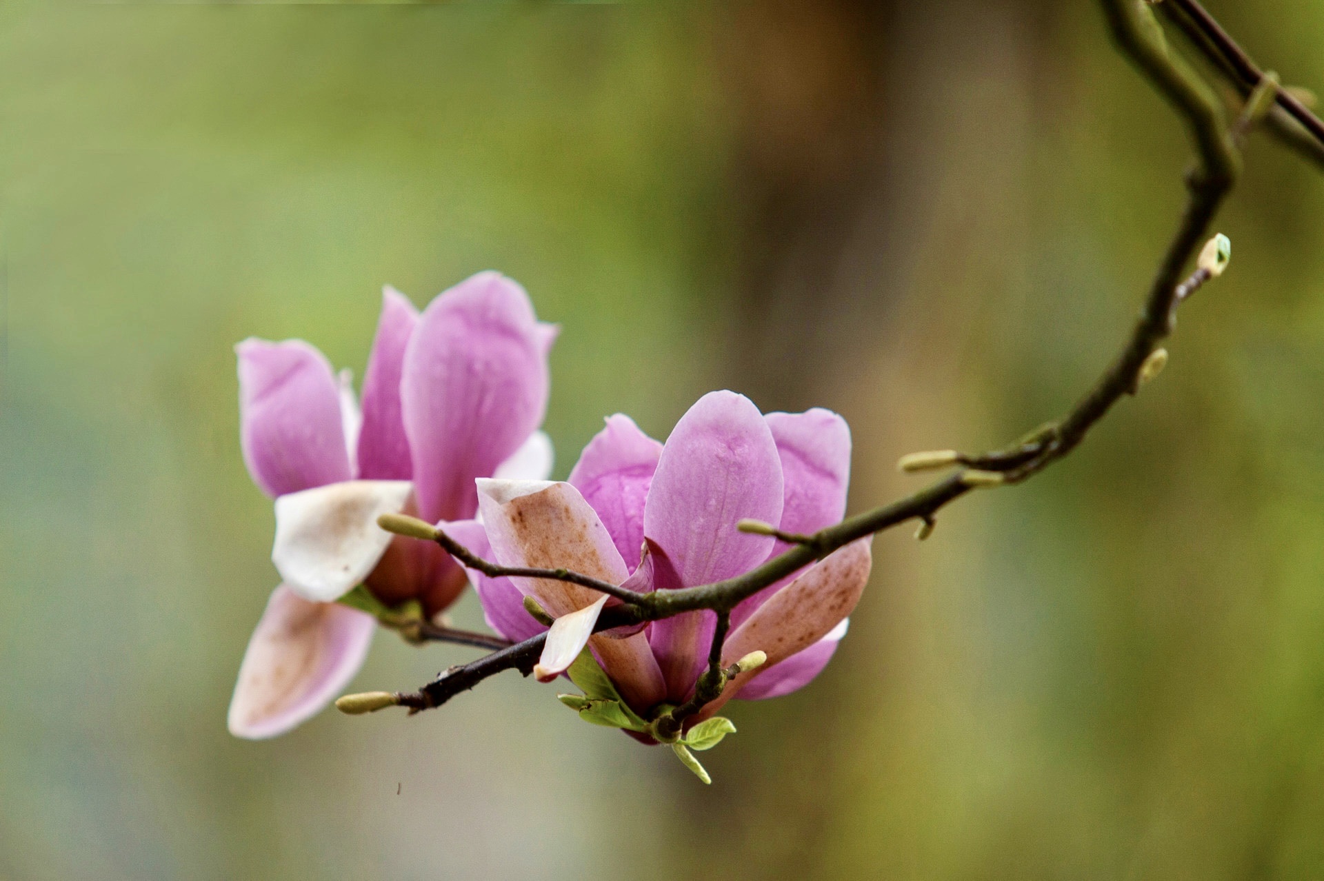 【首发】紫玉兰1