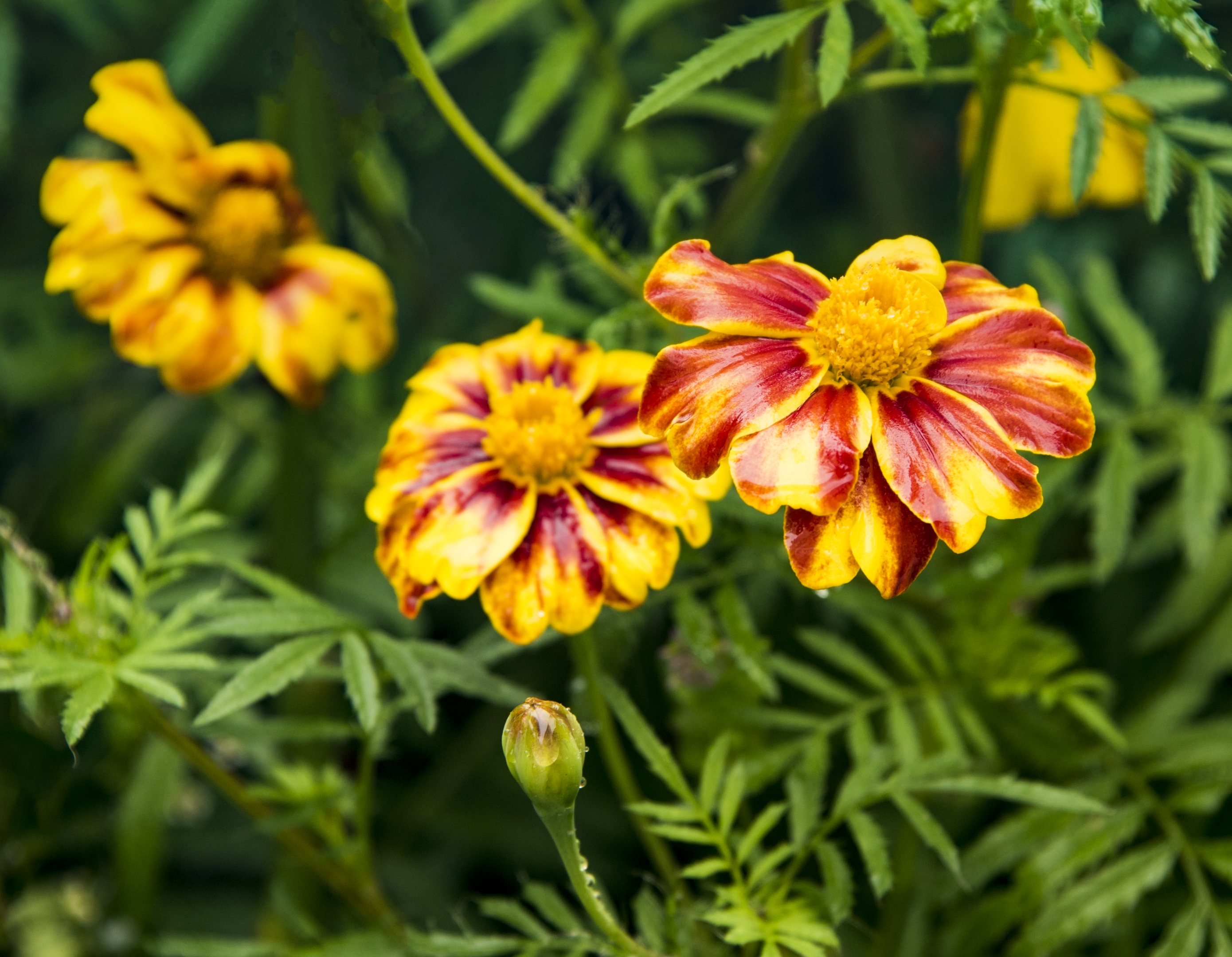 摇曳在雨中的孔雀草首发