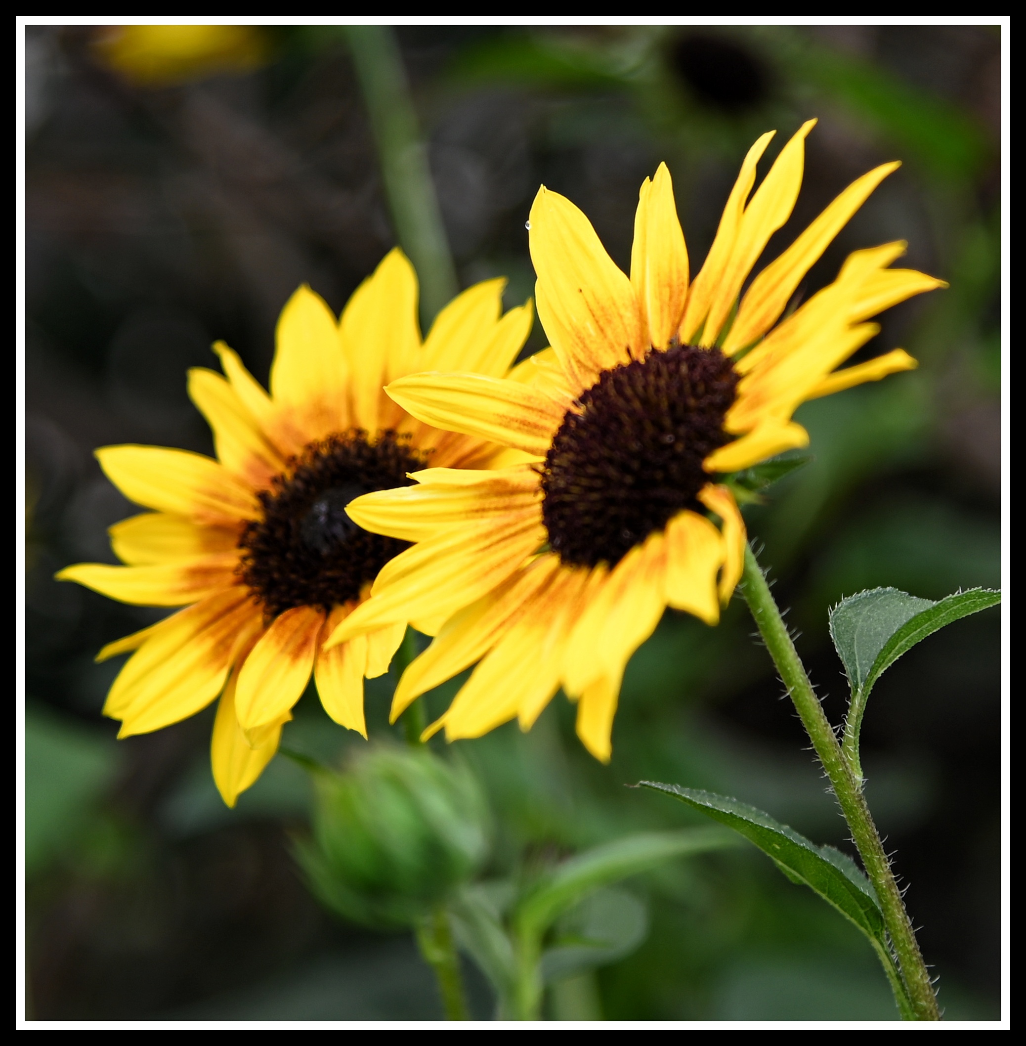 【首发】花坛中的黑心金光菊