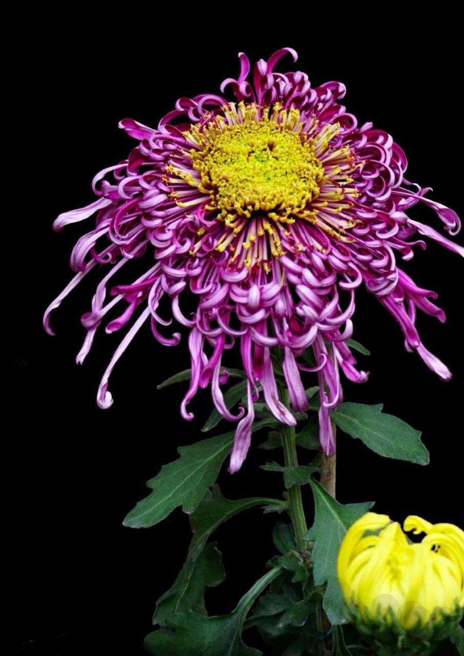 【首发】 寿客花开始觉秋