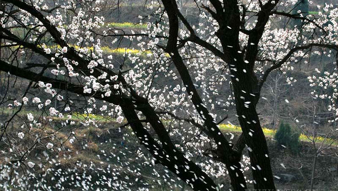 《春之歌》老锅诗词铁马音画