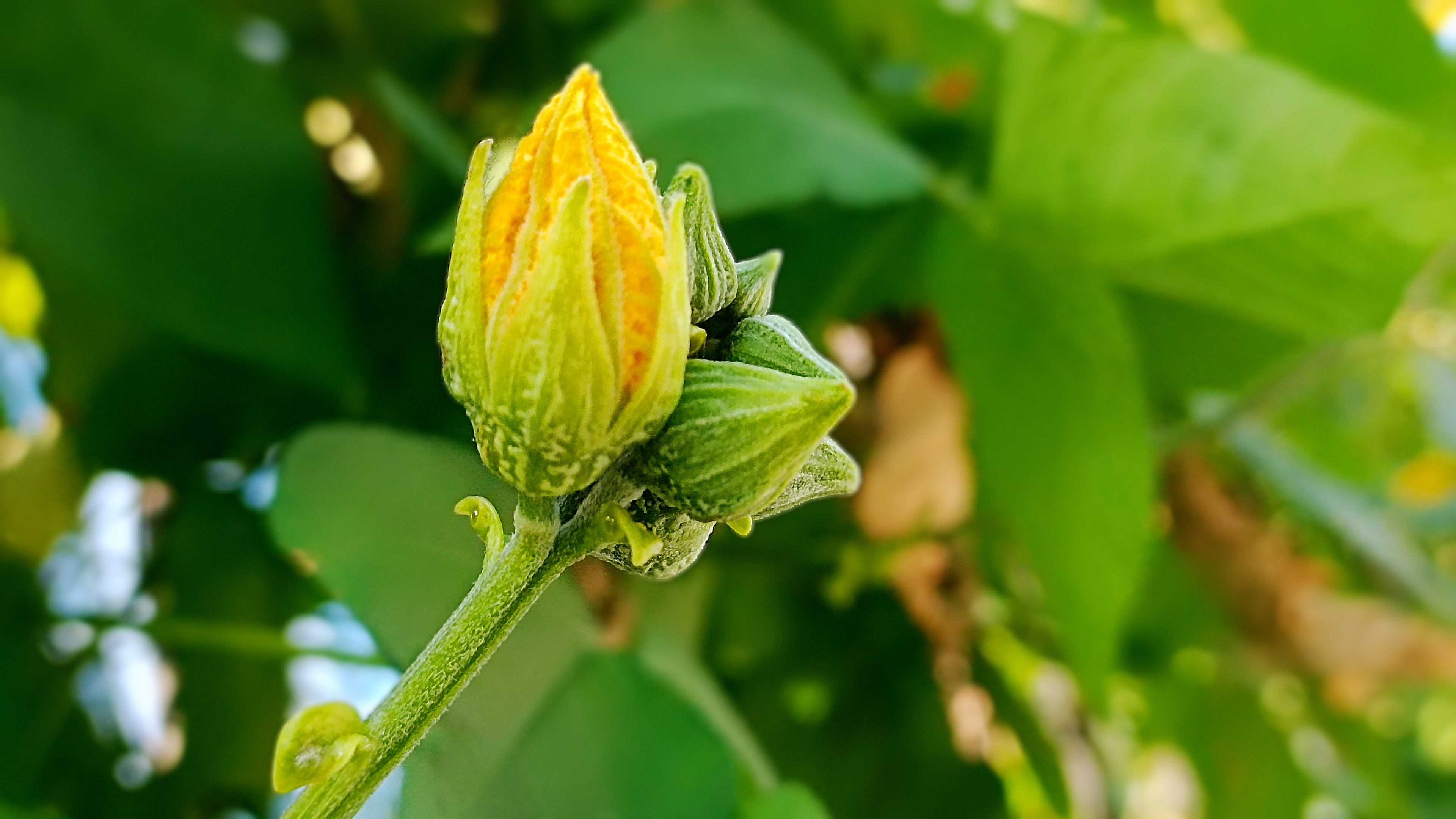 【首发】花骨朵
