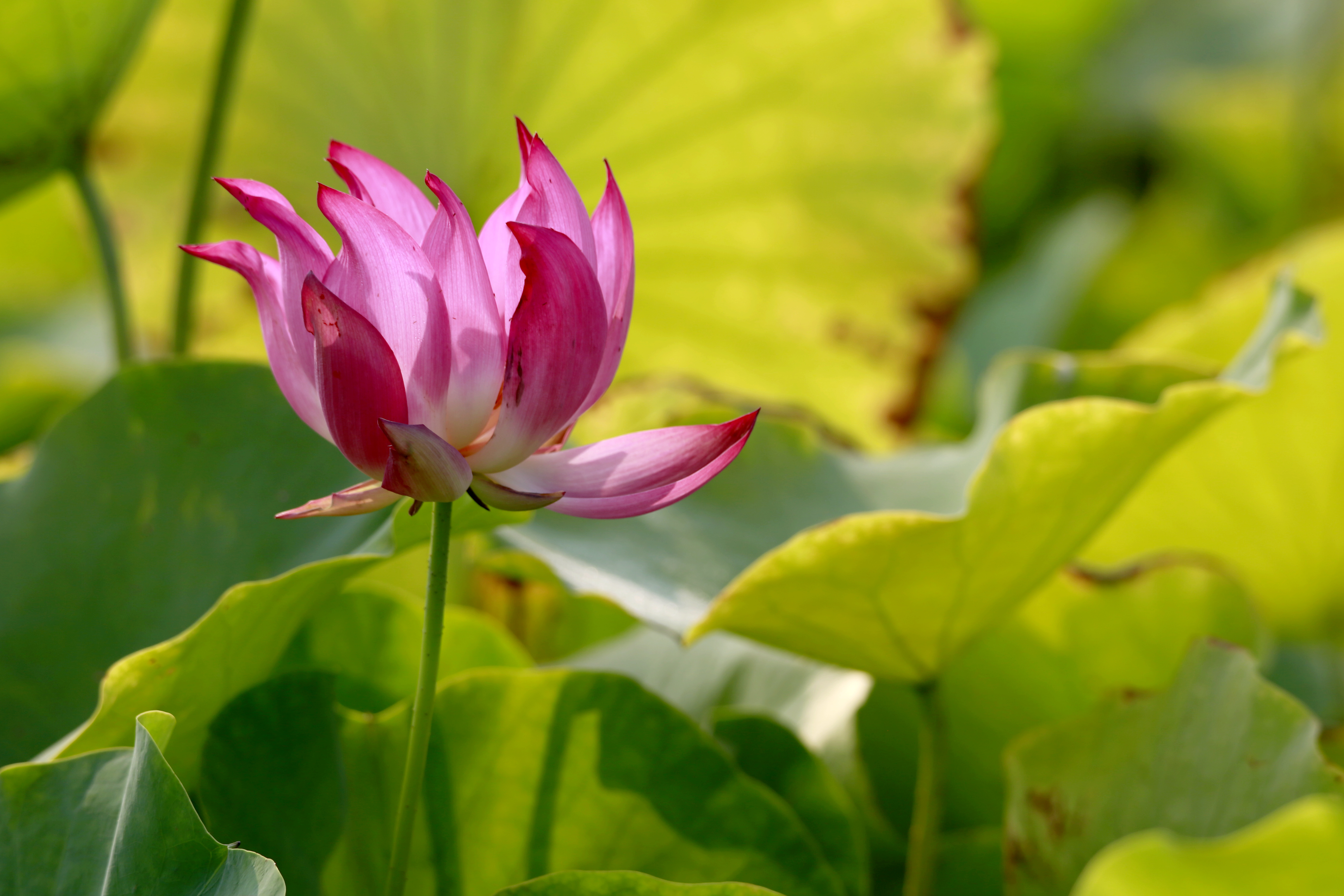 荷香沁沏金色秋