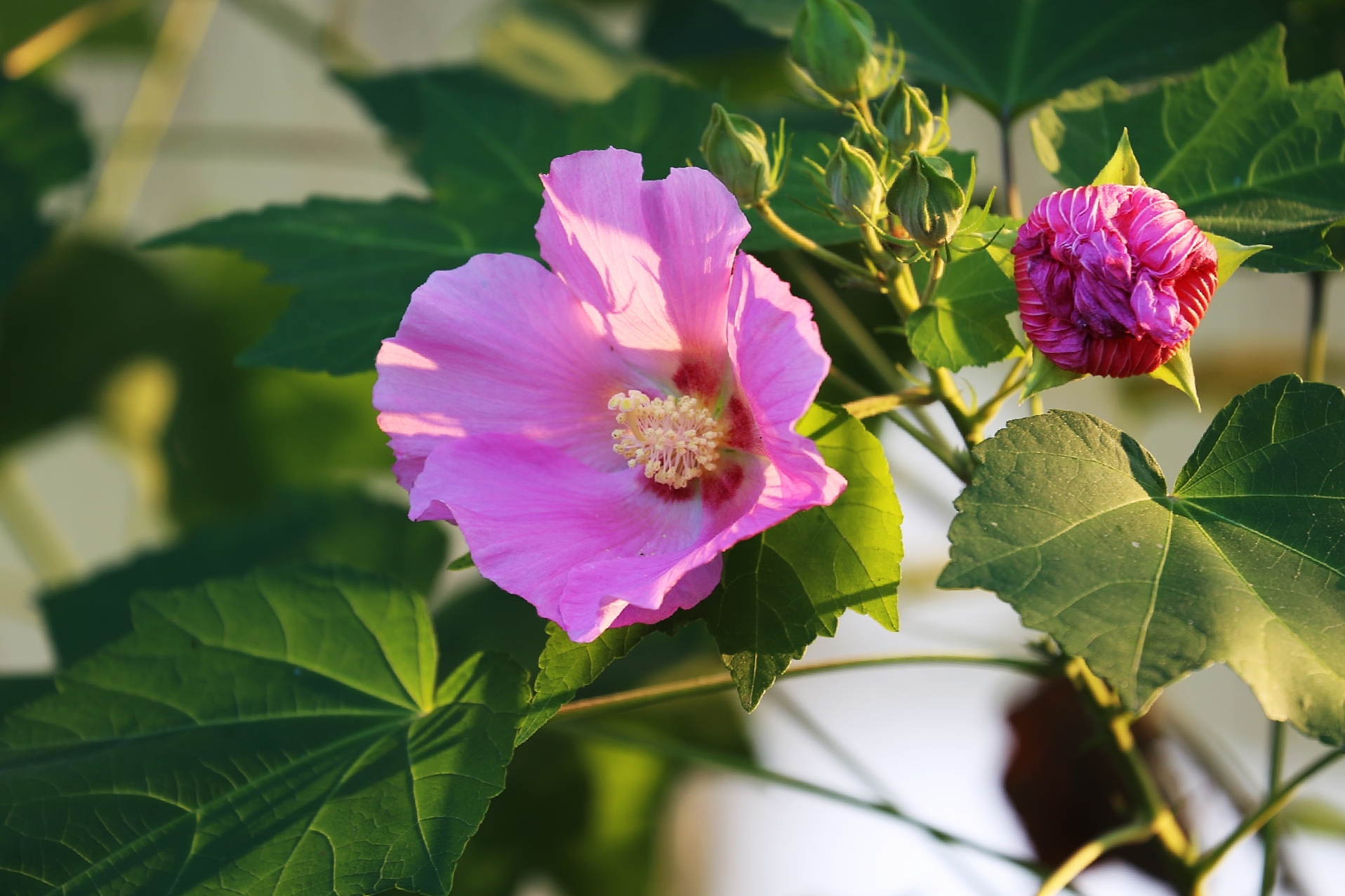 秋天最迷人的花木槿花
