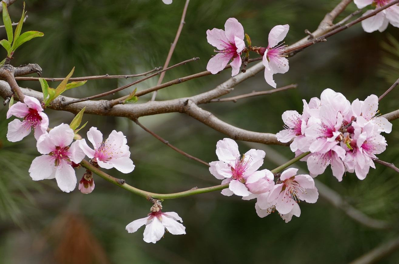 深春四月,姹紫嫣红花满枝,绿柳烟波万木青.