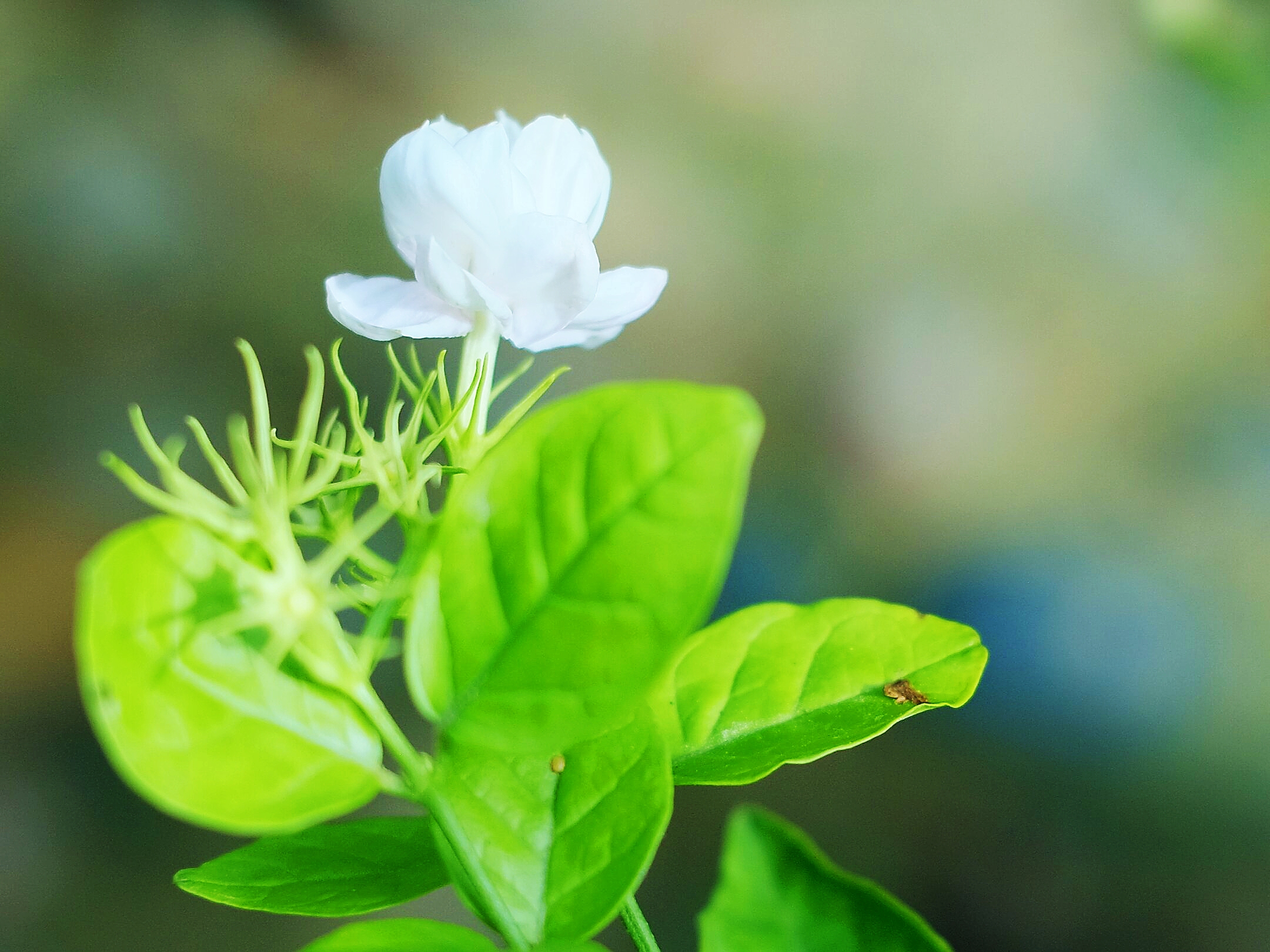 好一朵美丽的茉莉花(好一朵美丽的茉莉花词曲)