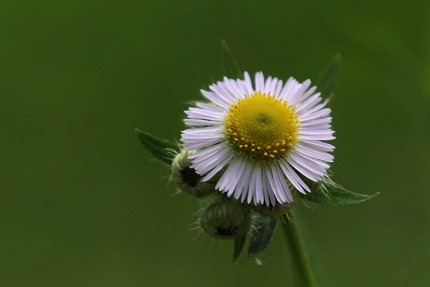 夏日里的野花～一年蓬