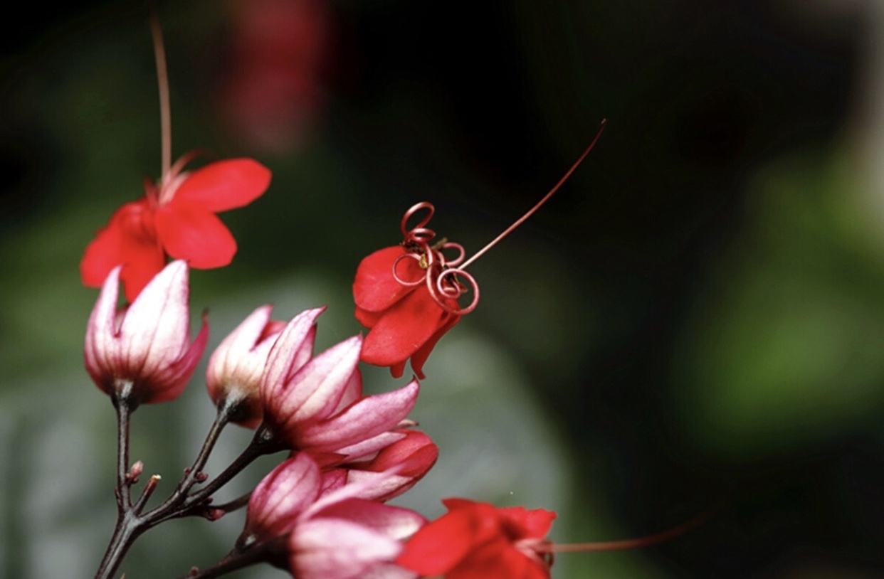 红花龙吐珠图图片