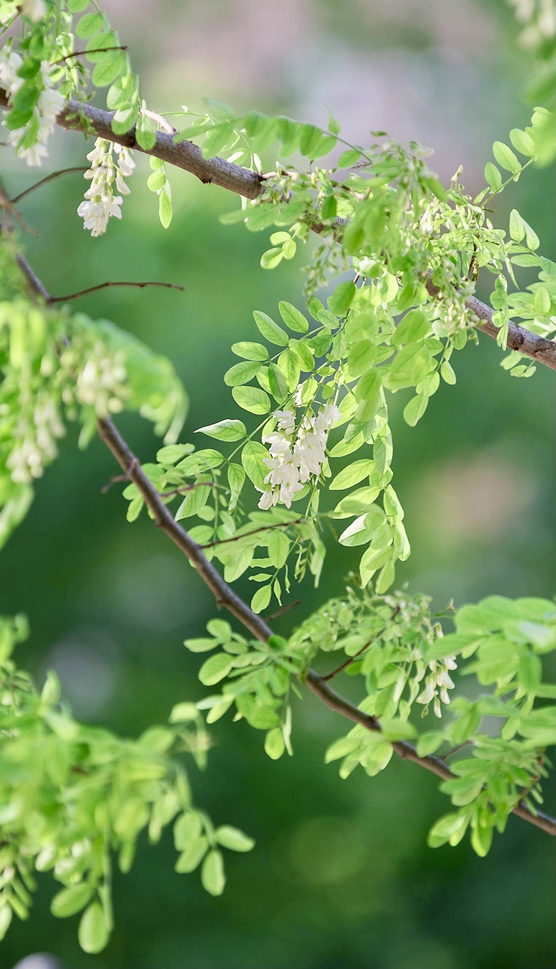 【首发】刺槐花