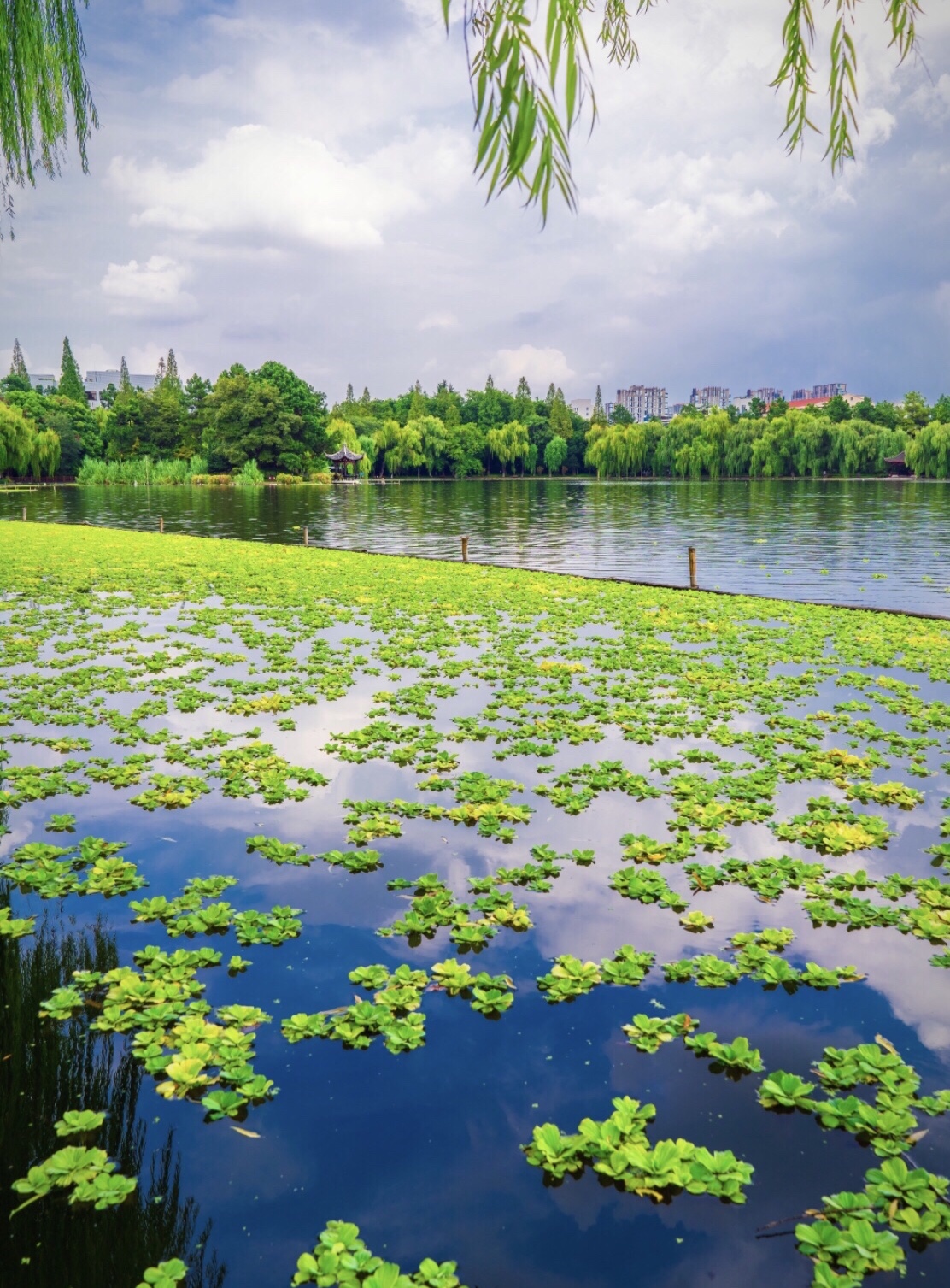 夏日倾情(首发)