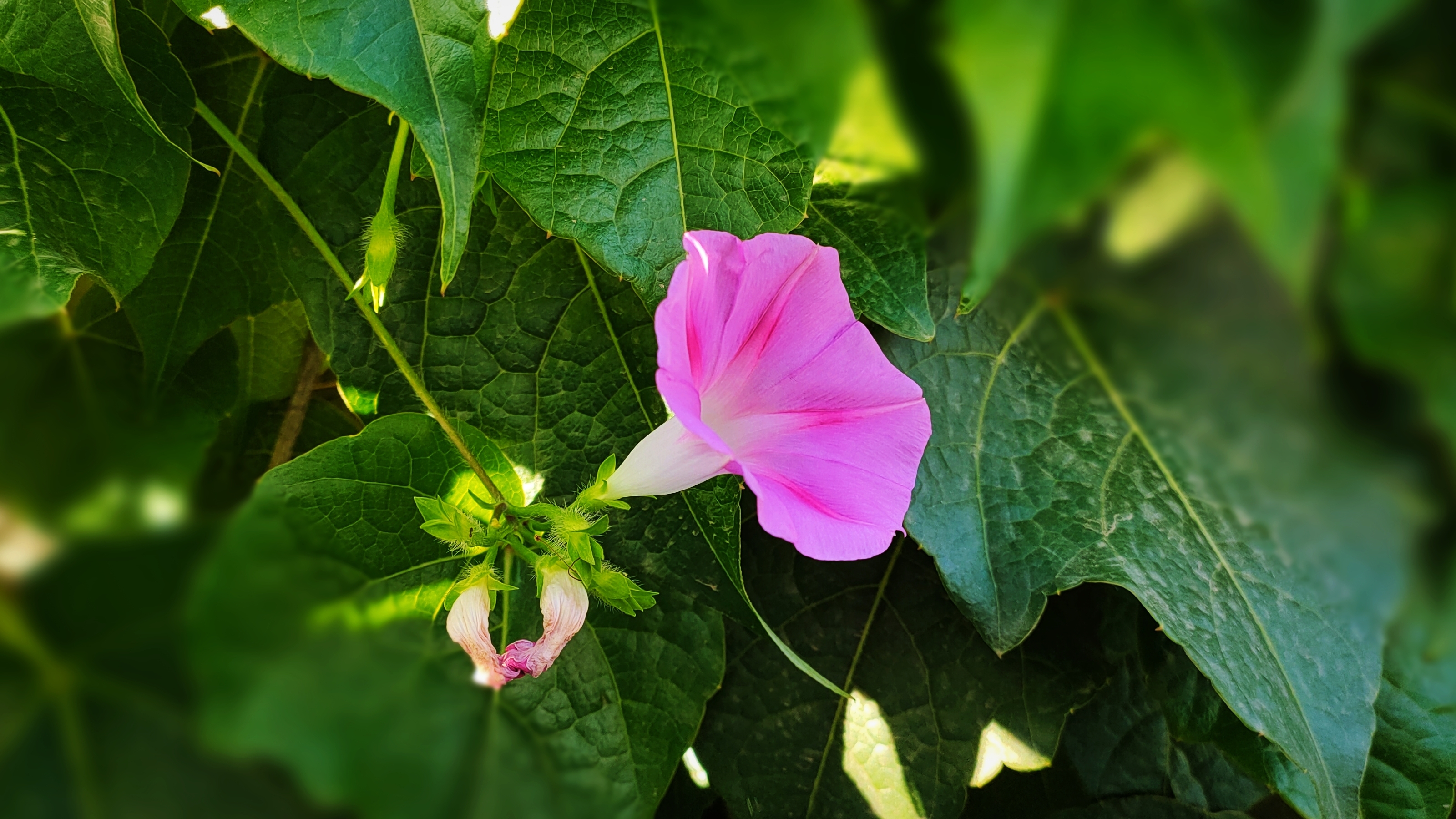 圆叶牵牛花