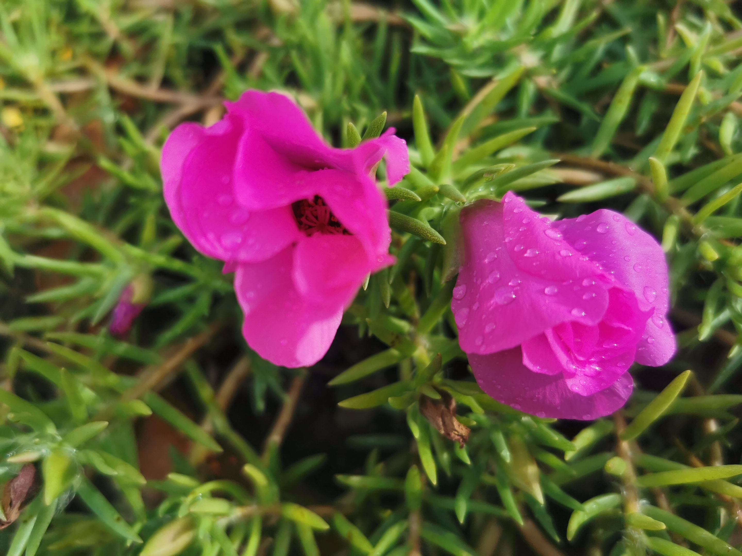 大花马齿笕【首发】