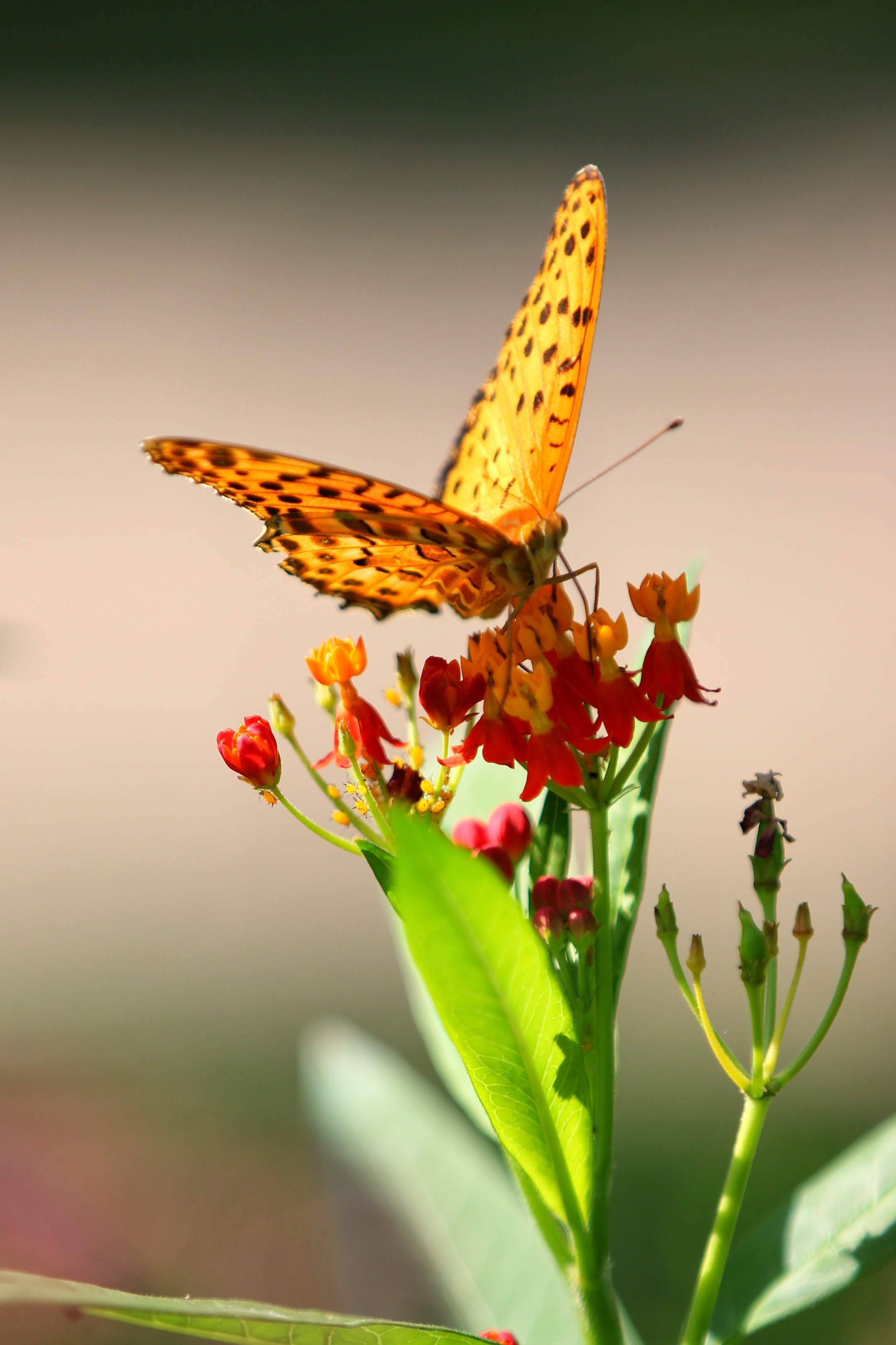 蝴蝶恋上花的美(2一2)