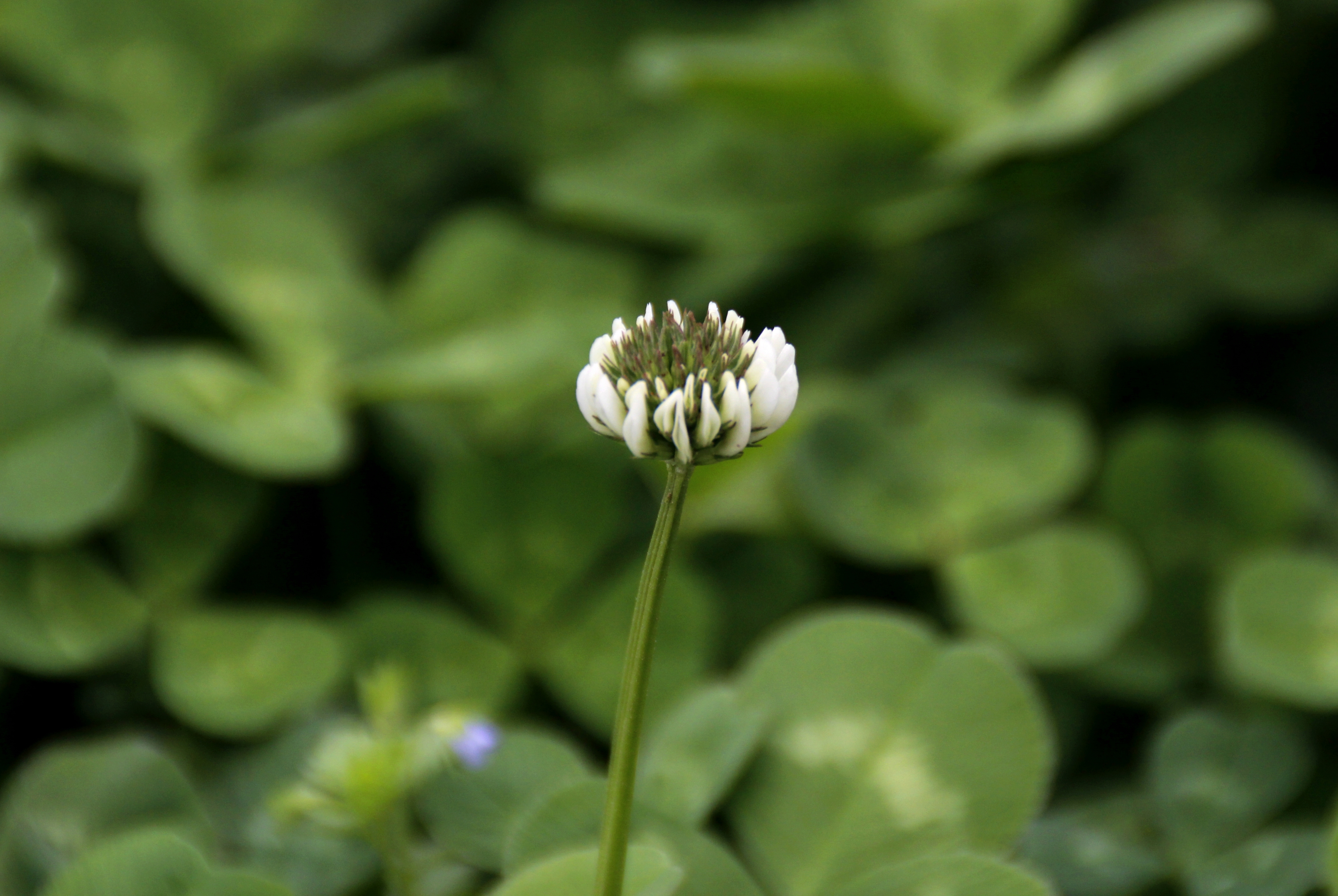 【首发】白花车轴草