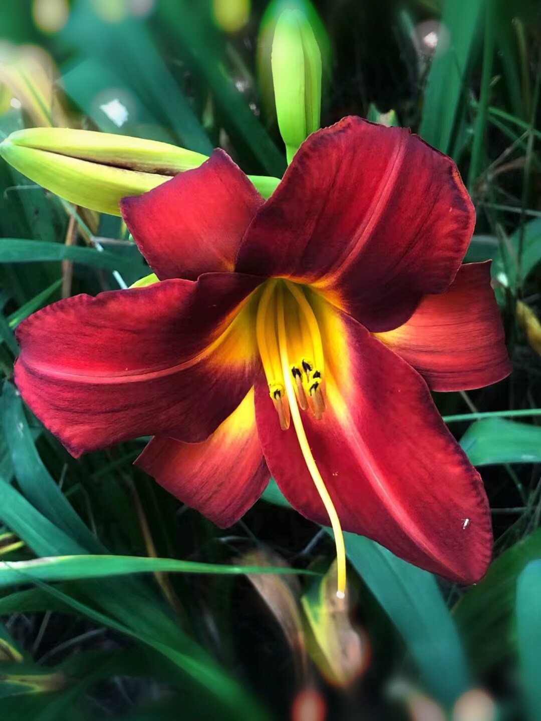 花上位 ,大紅色 ,花徑8～10cm,花蕾似簪,開如漏斗,裂片翻卷, 為百合狀