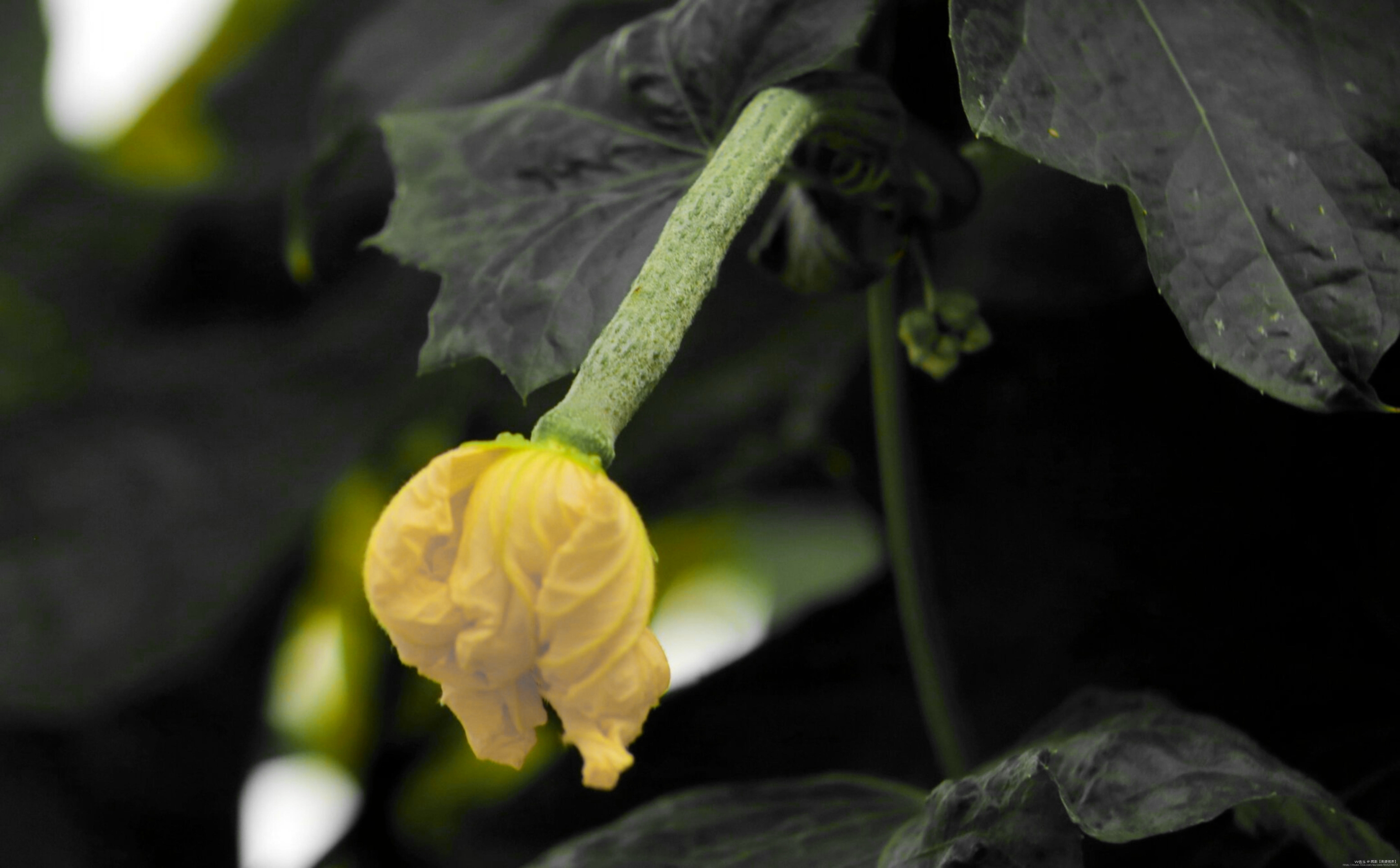 【首发】丝瓜花