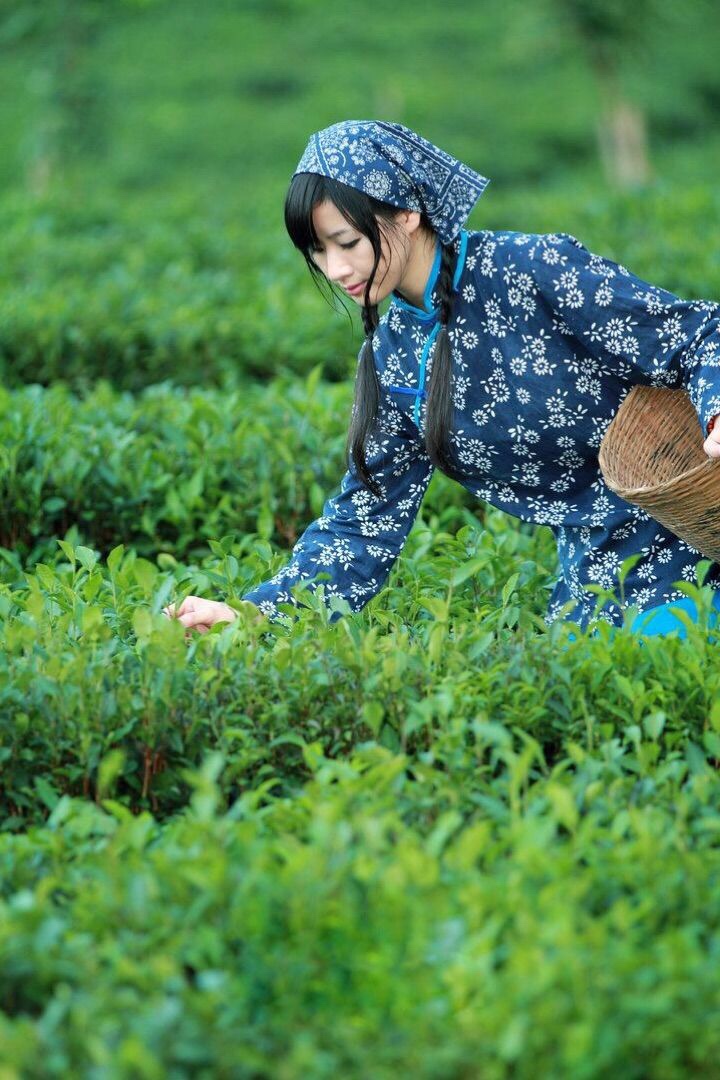 双茶商小伙帅气阳光采茶姑娘美艳动人醉了小伙的心房闻着幽幽的清香搭