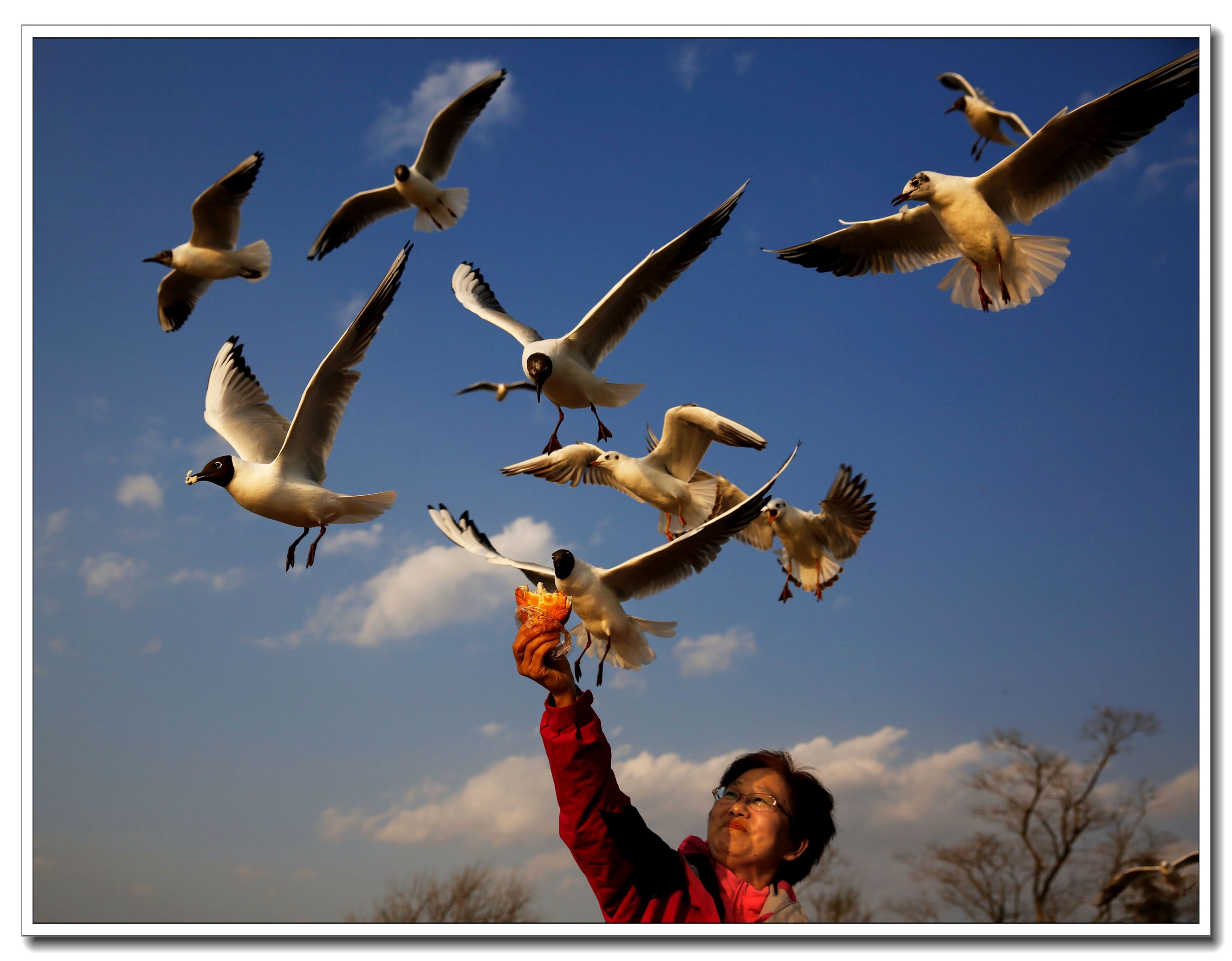 云南滇池红嘴海鸥图片图片