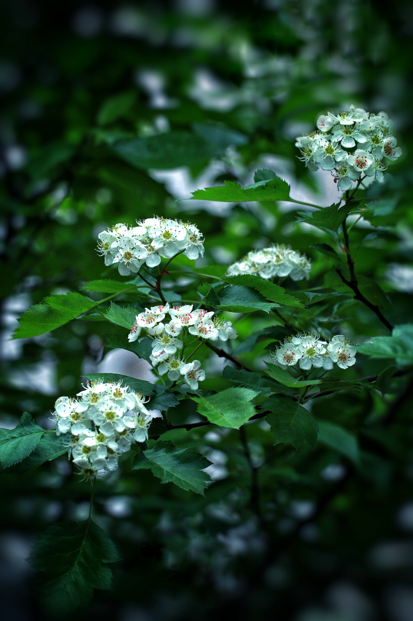 春天 真实花开图片