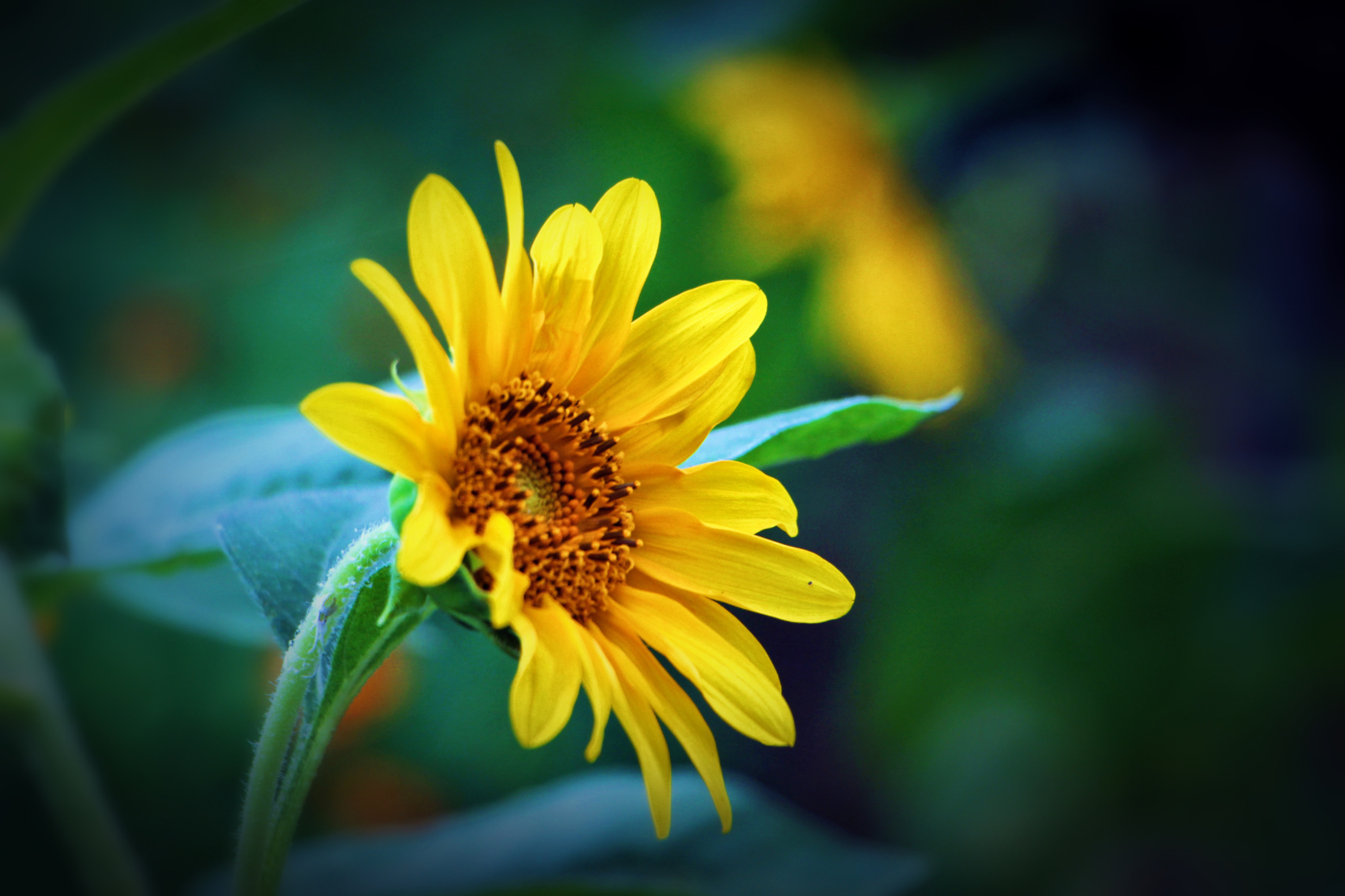 【首发】朝阳花