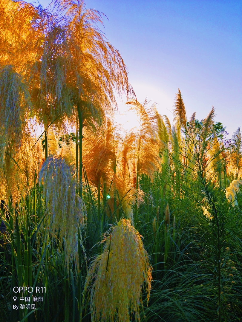 初秋的蒲苇花
