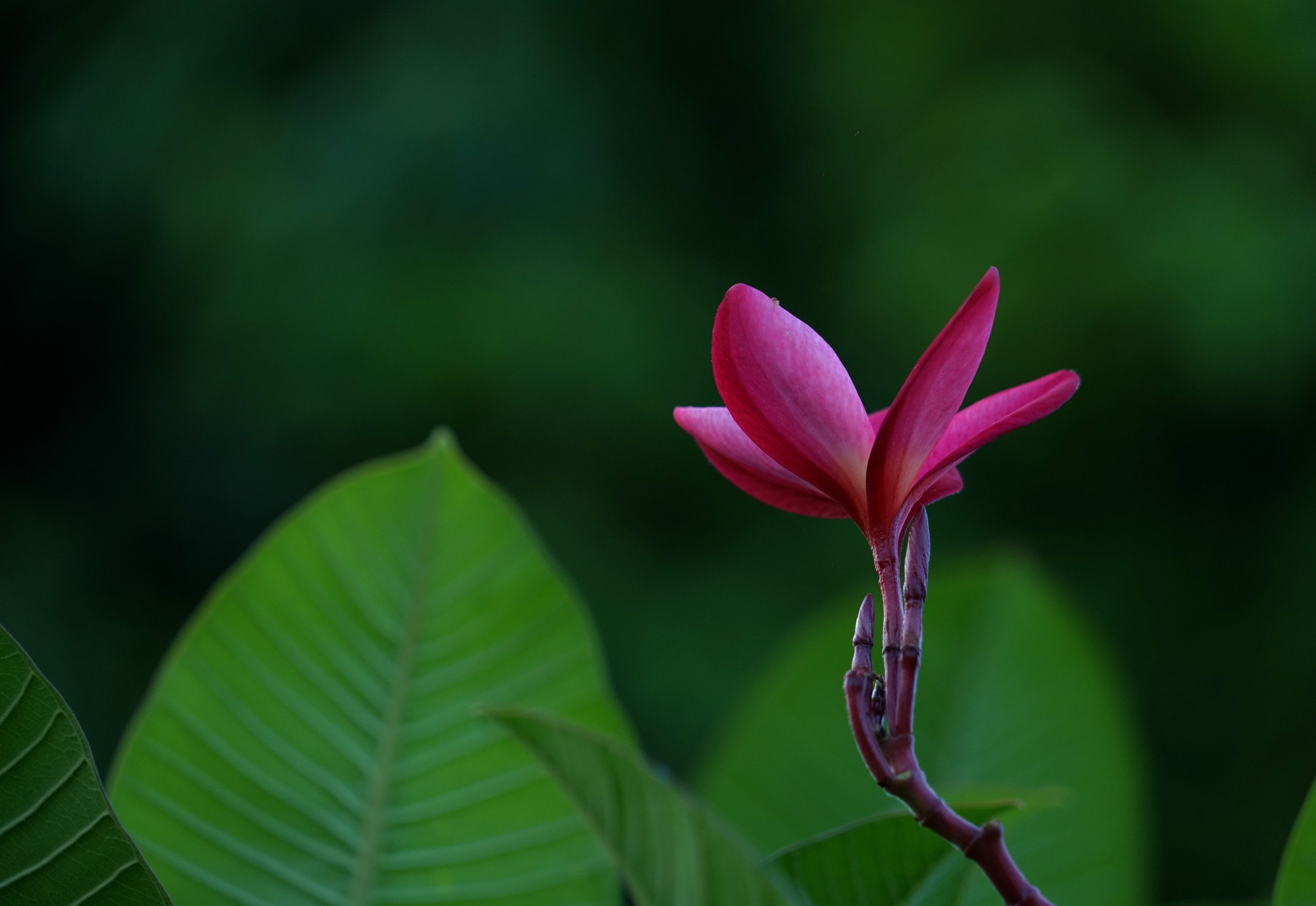 红花缅栀绽枝端