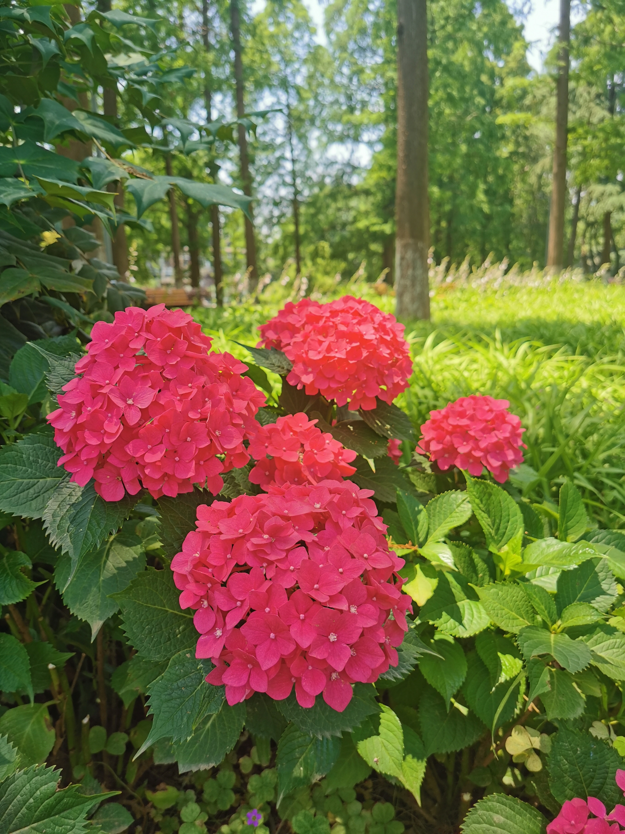 红绣球(首发)