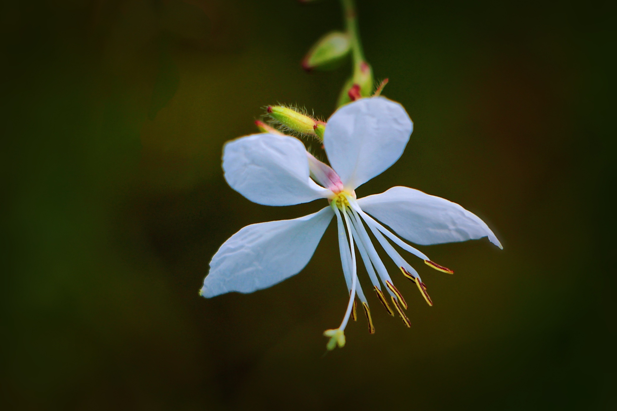 【首发】微拍白蝶花