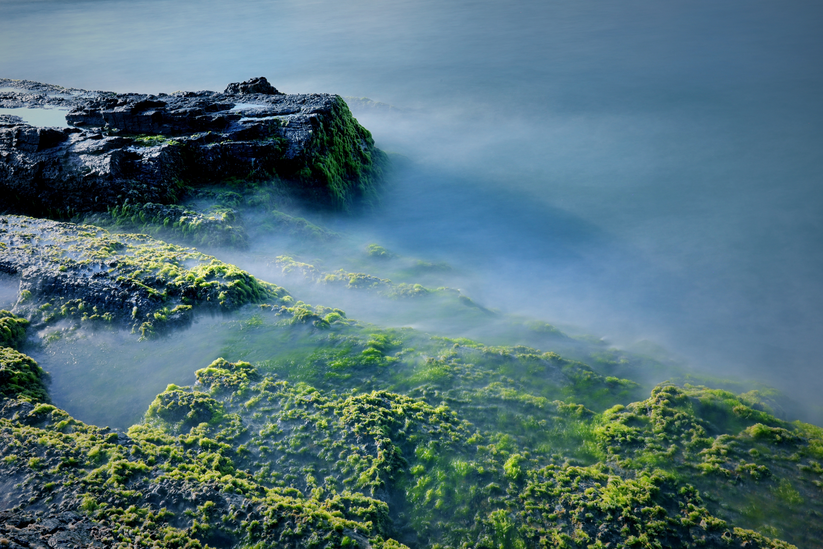那片生长在海边岩石上的青苔