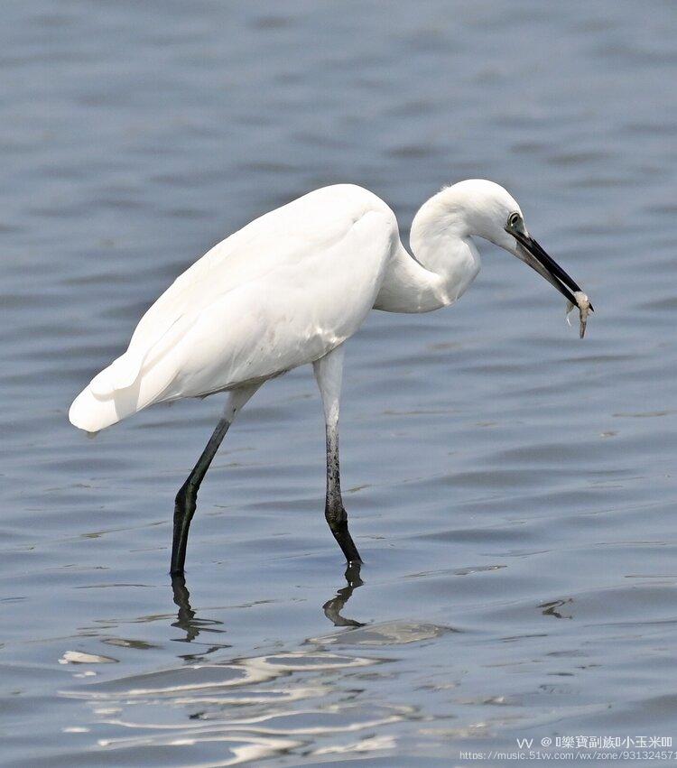 长腿姑娘〔首发