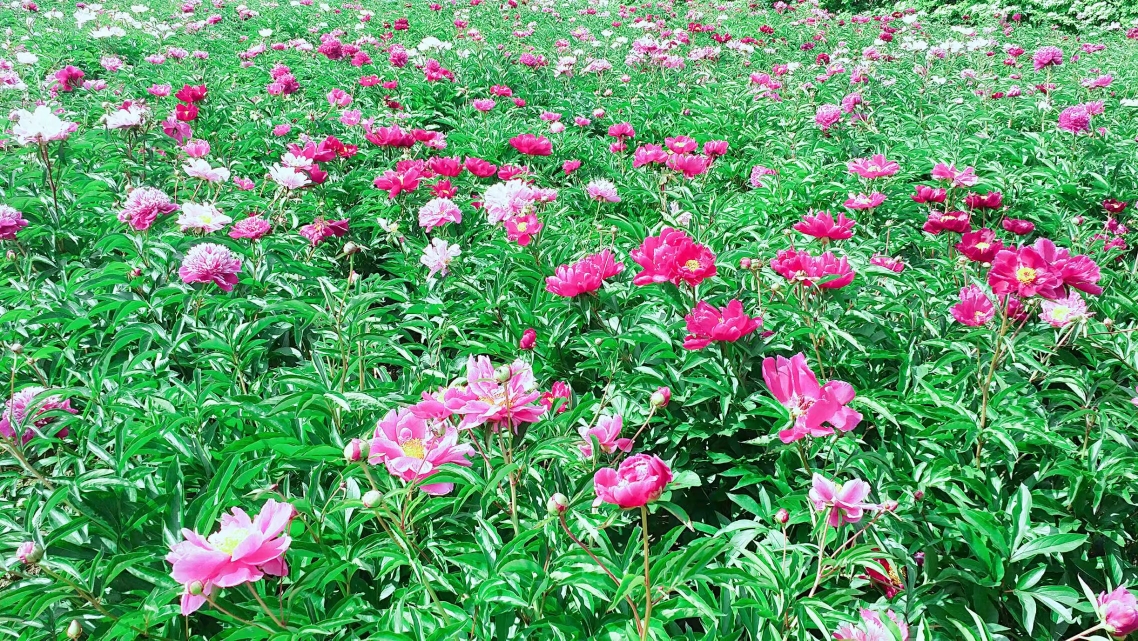 走进芍药园牡市温春