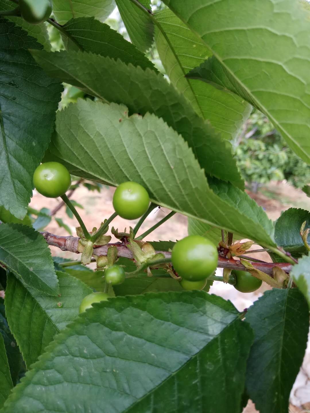 在家人細心的栽培下,我們的櫻桃樹結出了初熟的果子,喜悅的心情難於言