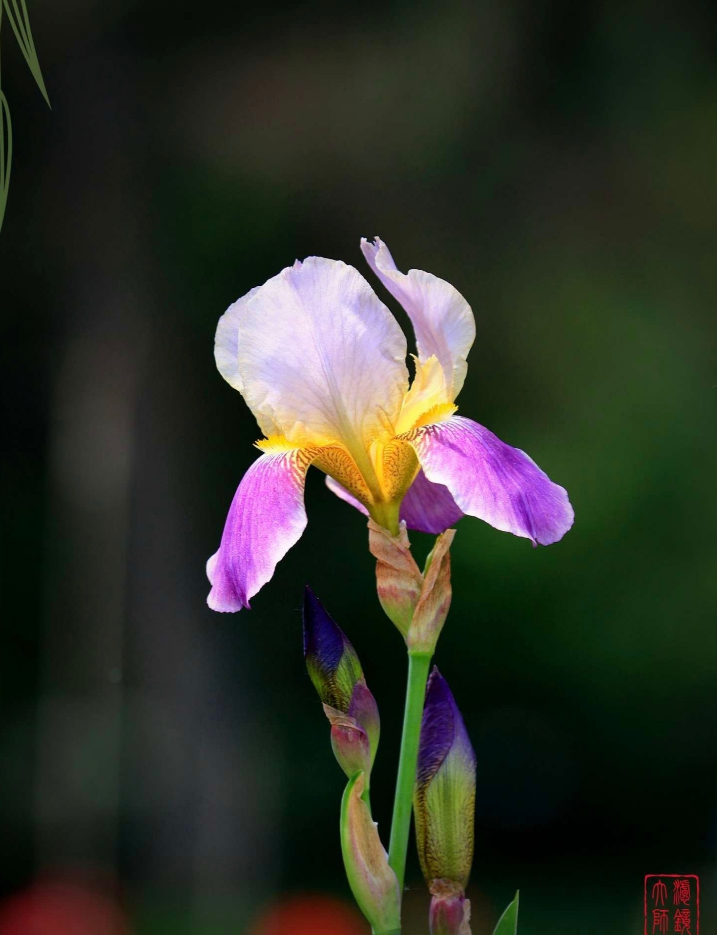 微距花卉【原创首发】
